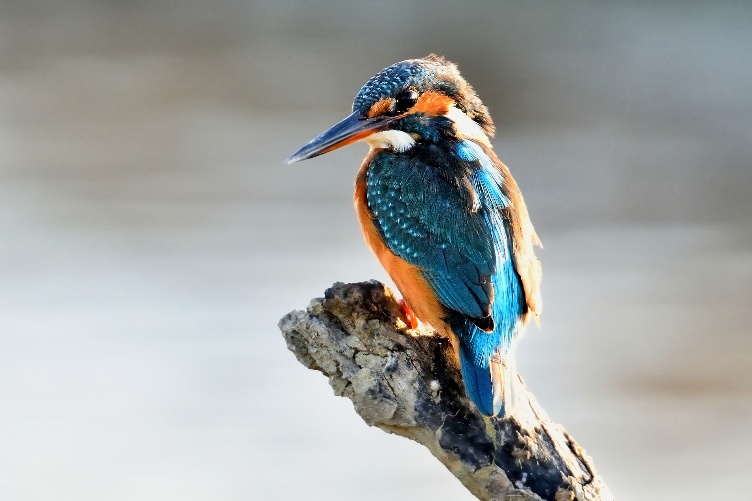 Kingfisher