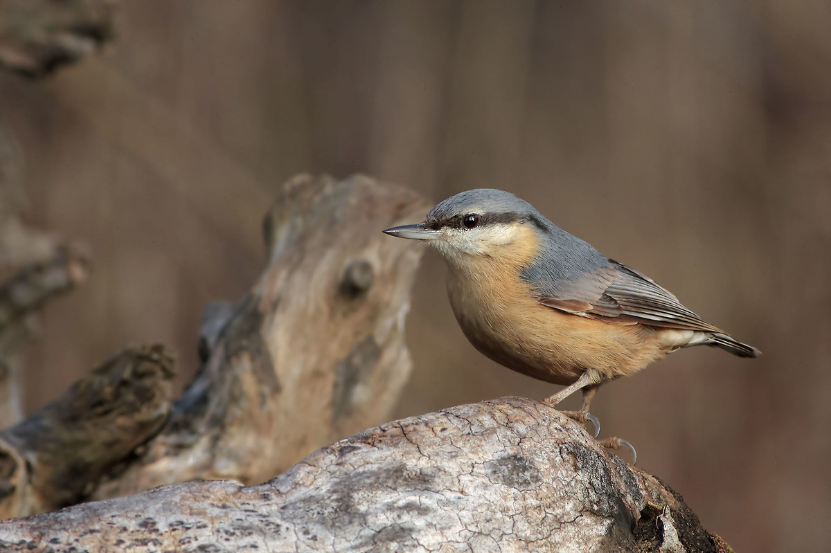 Nuthatch