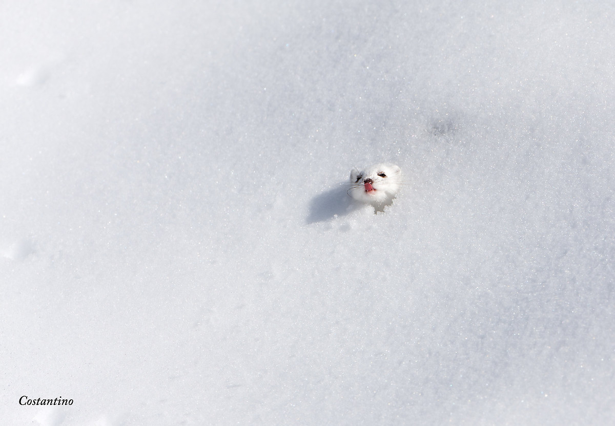 Stoat (Mustela erminea)
