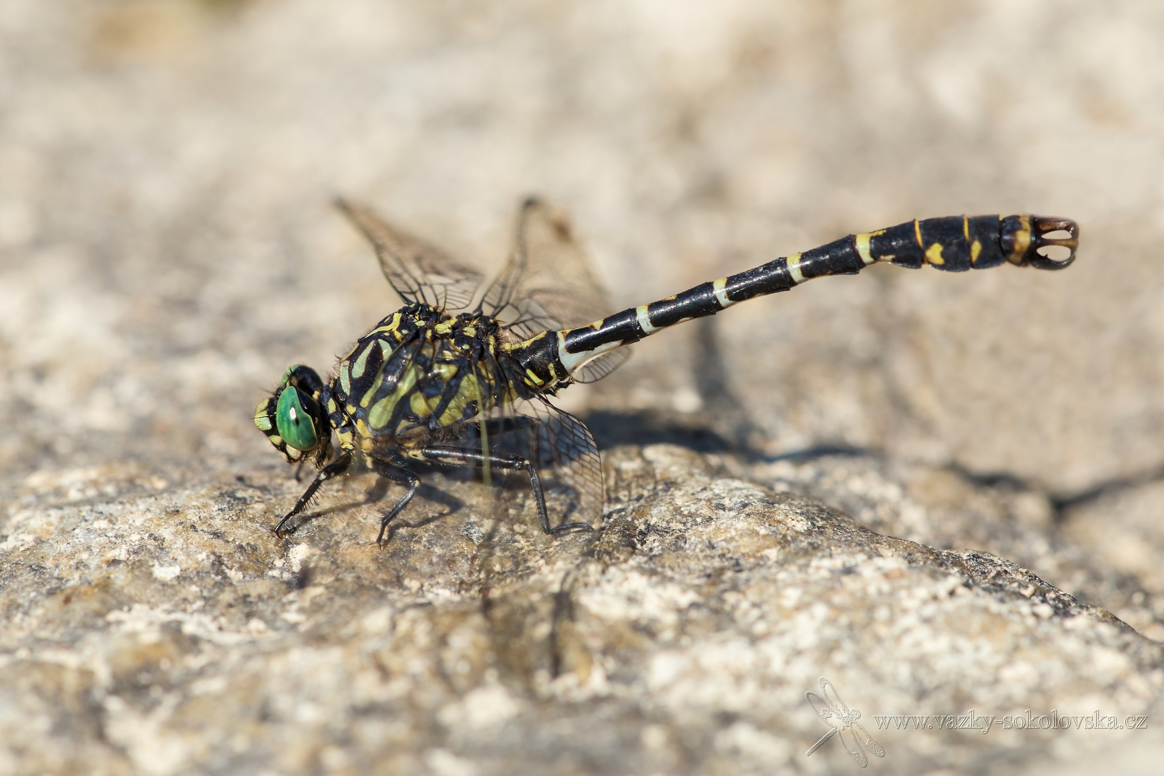 Onychogomphus forcipatus