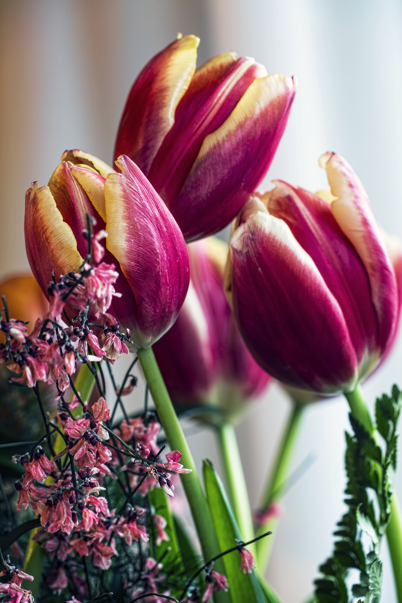Tulips