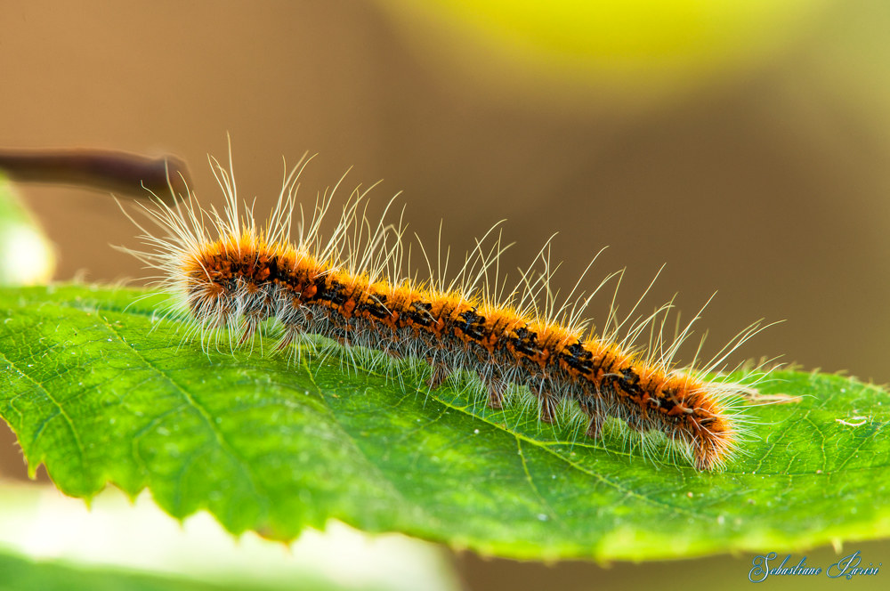 Caterpillar