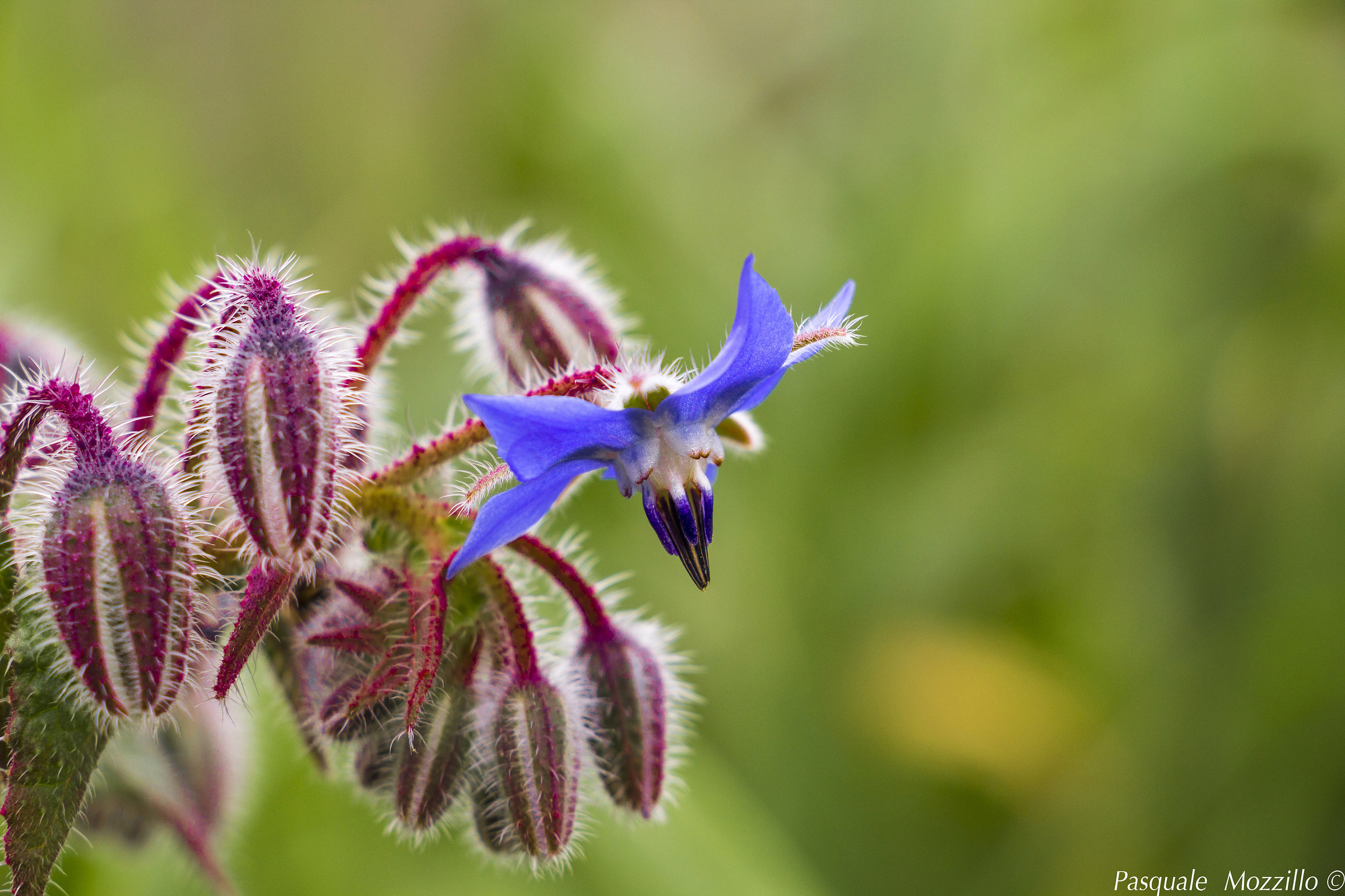 Flowers in February