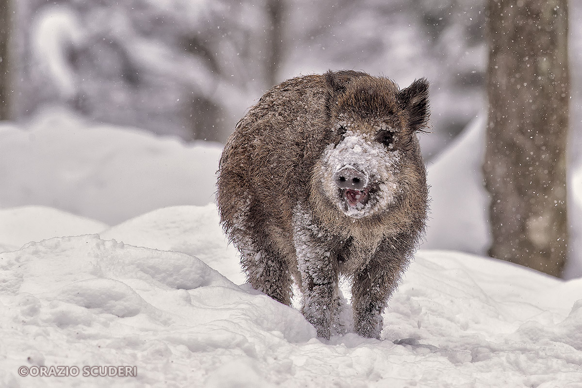 Sus scrofa (Bayerischer Wald)