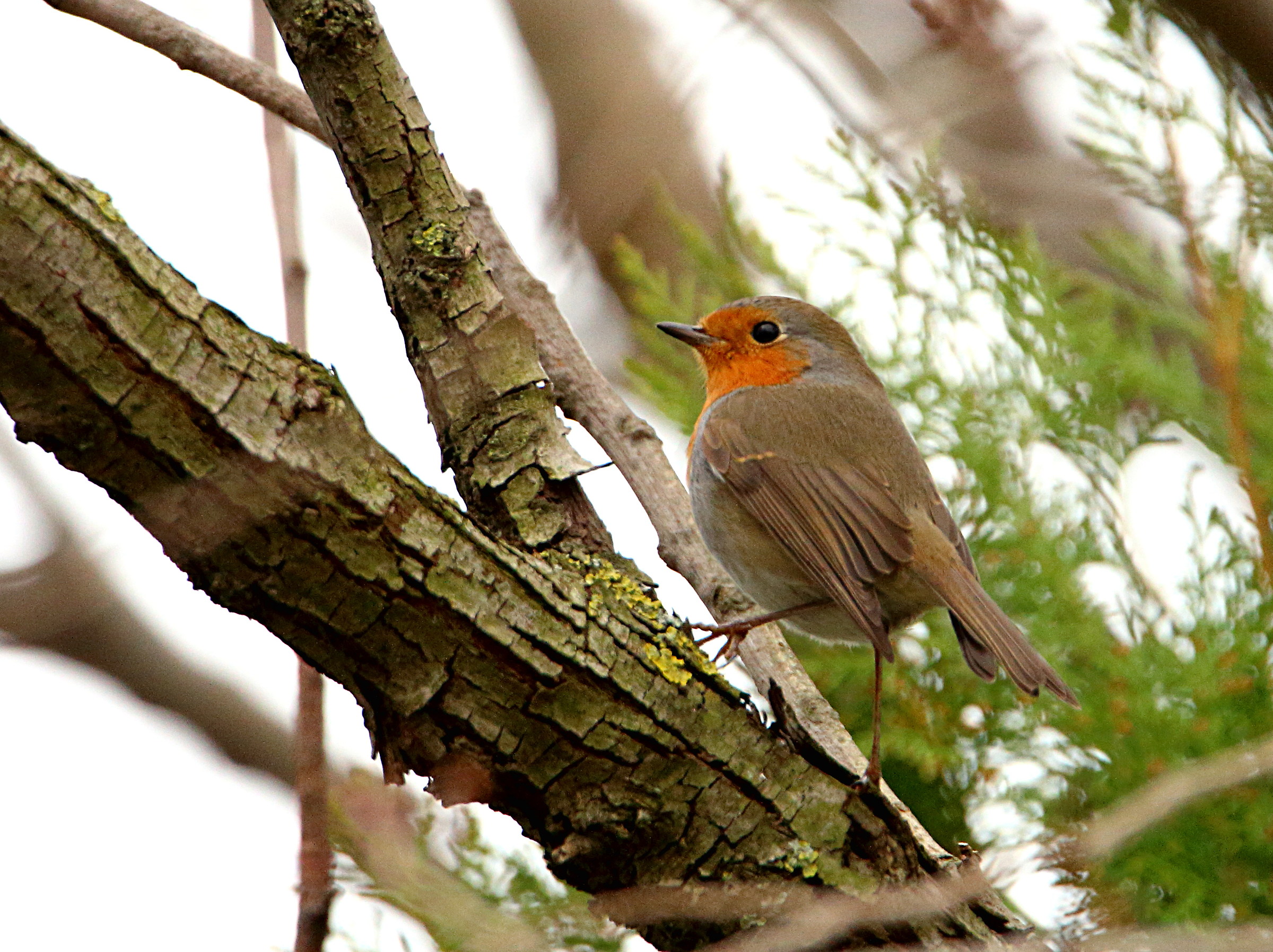 robin singing