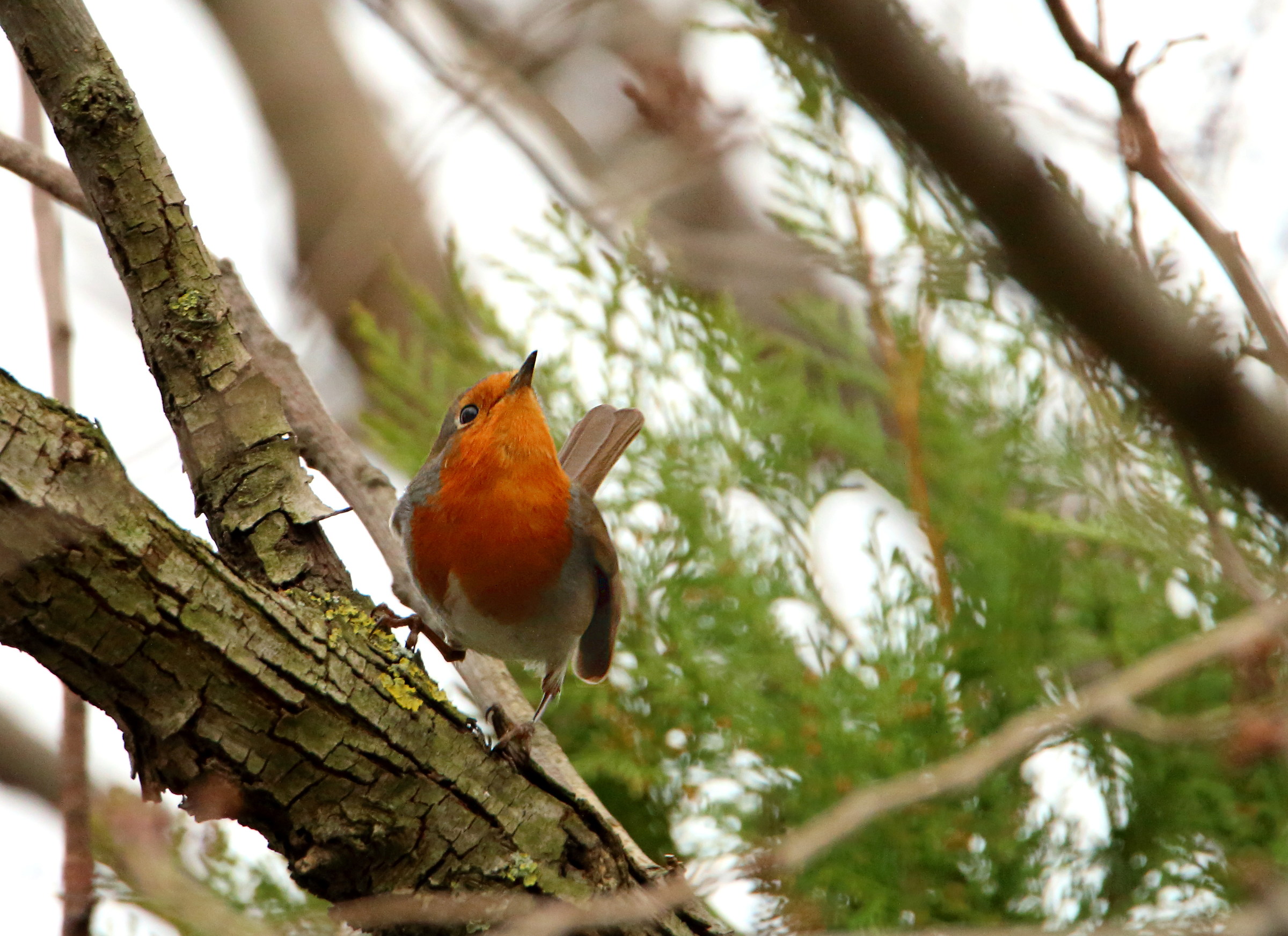 Robin singing 2