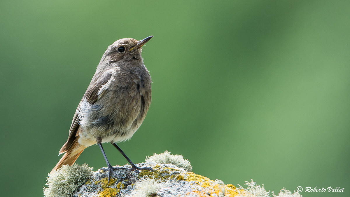 including mosses and lichens