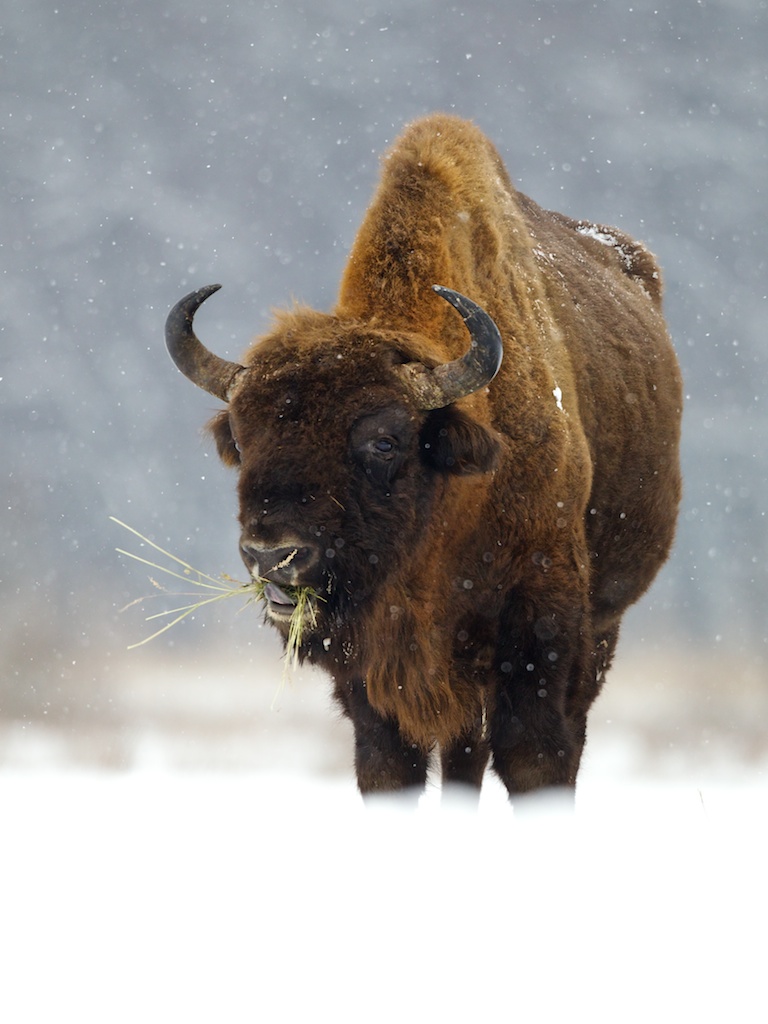 bison
