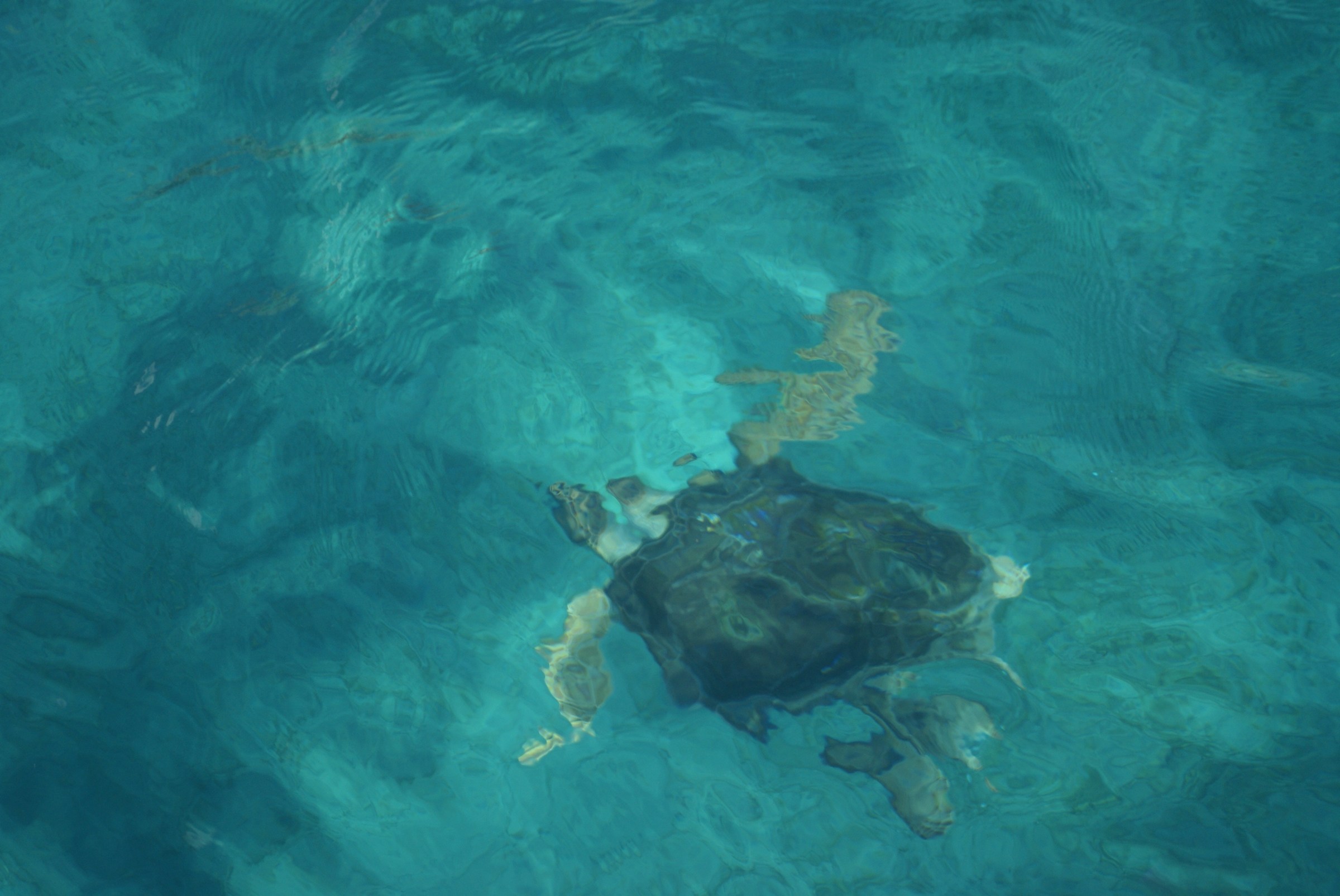 Indovina chi viene a cena?