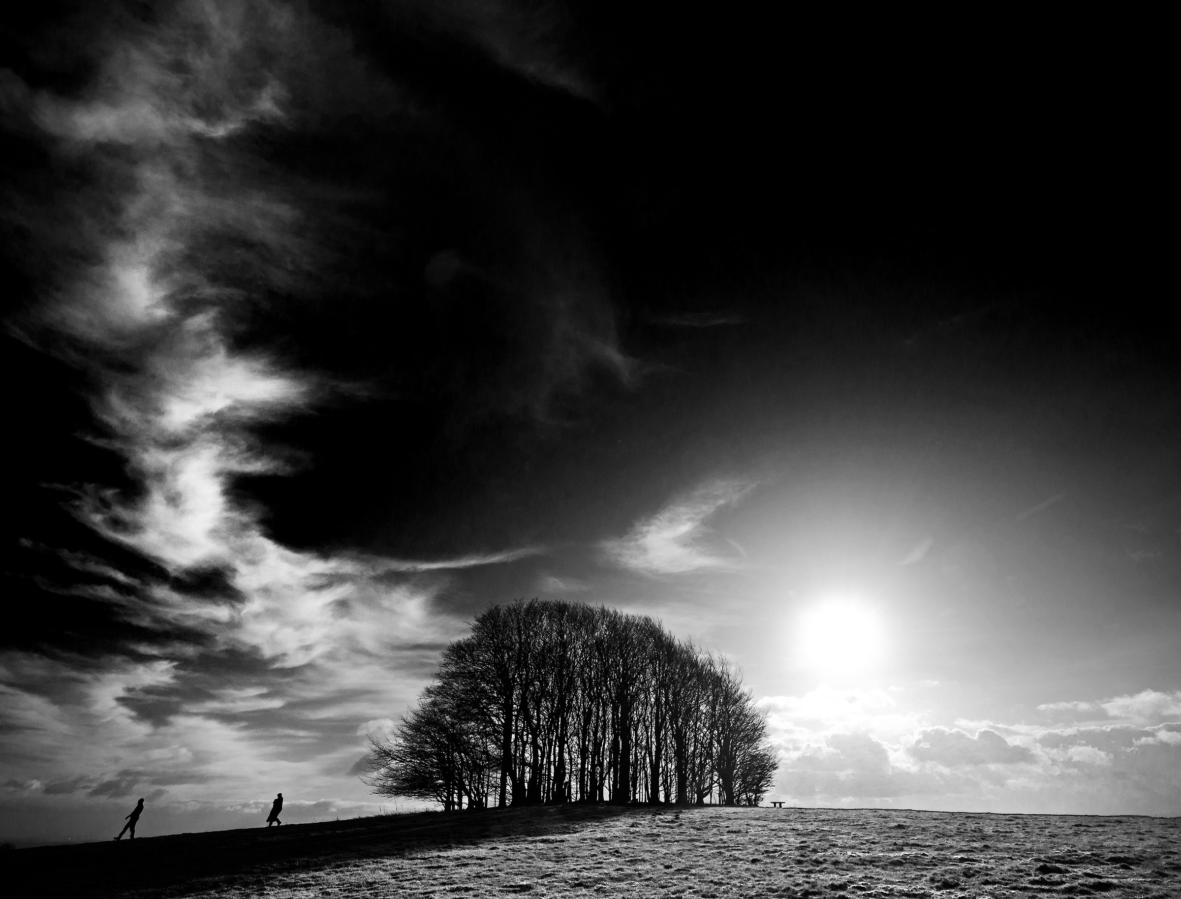 Beech Clump at Win Green