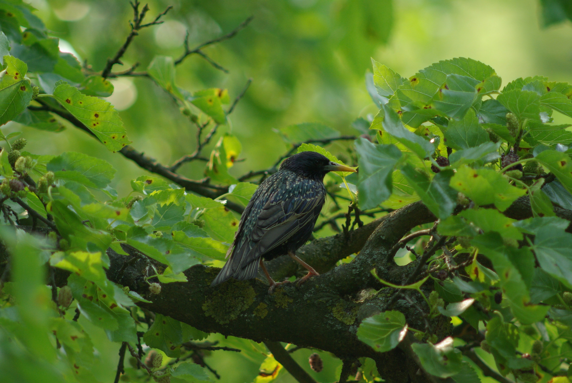 among Mulberries