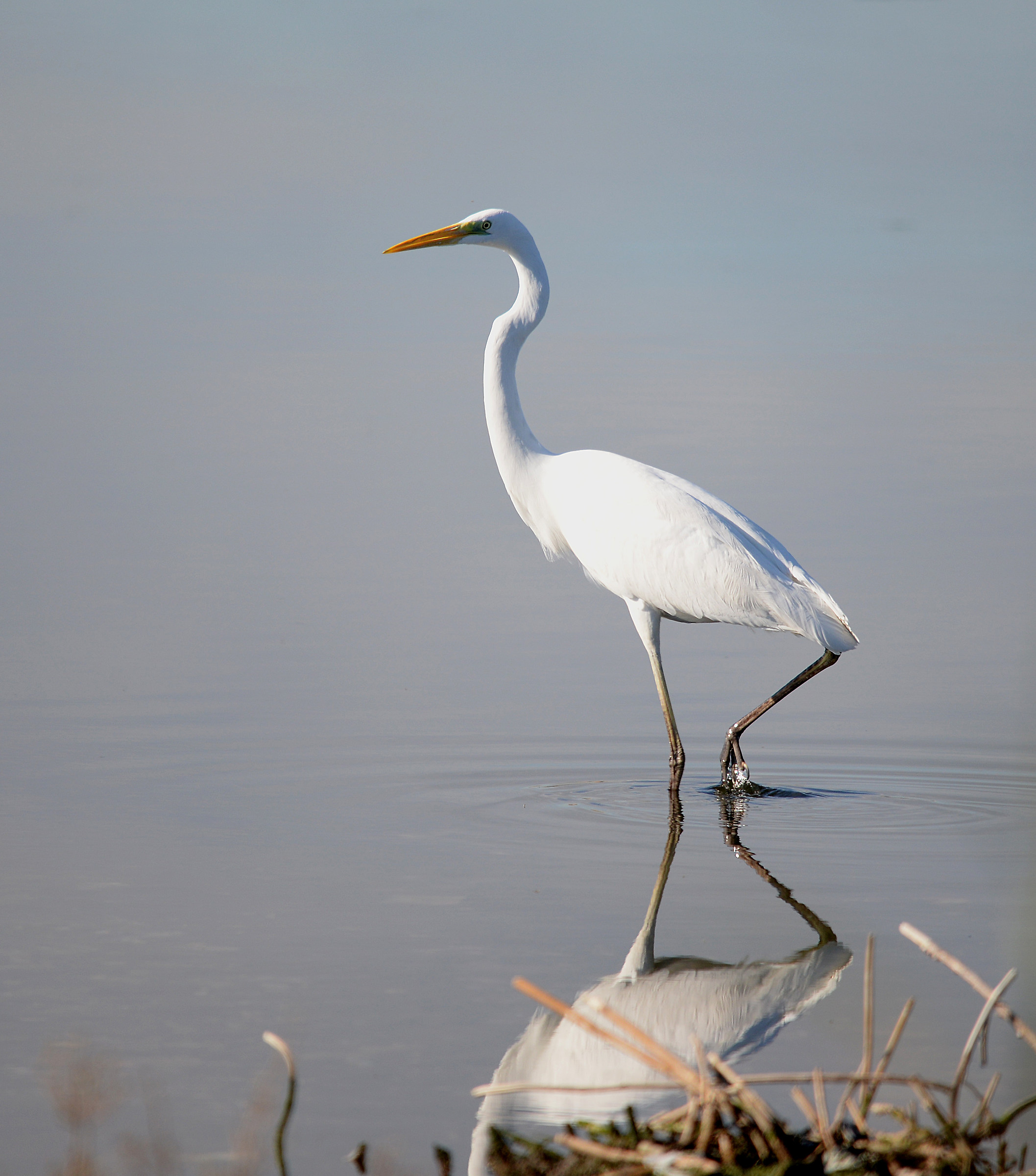 A white to Saline Augusta.