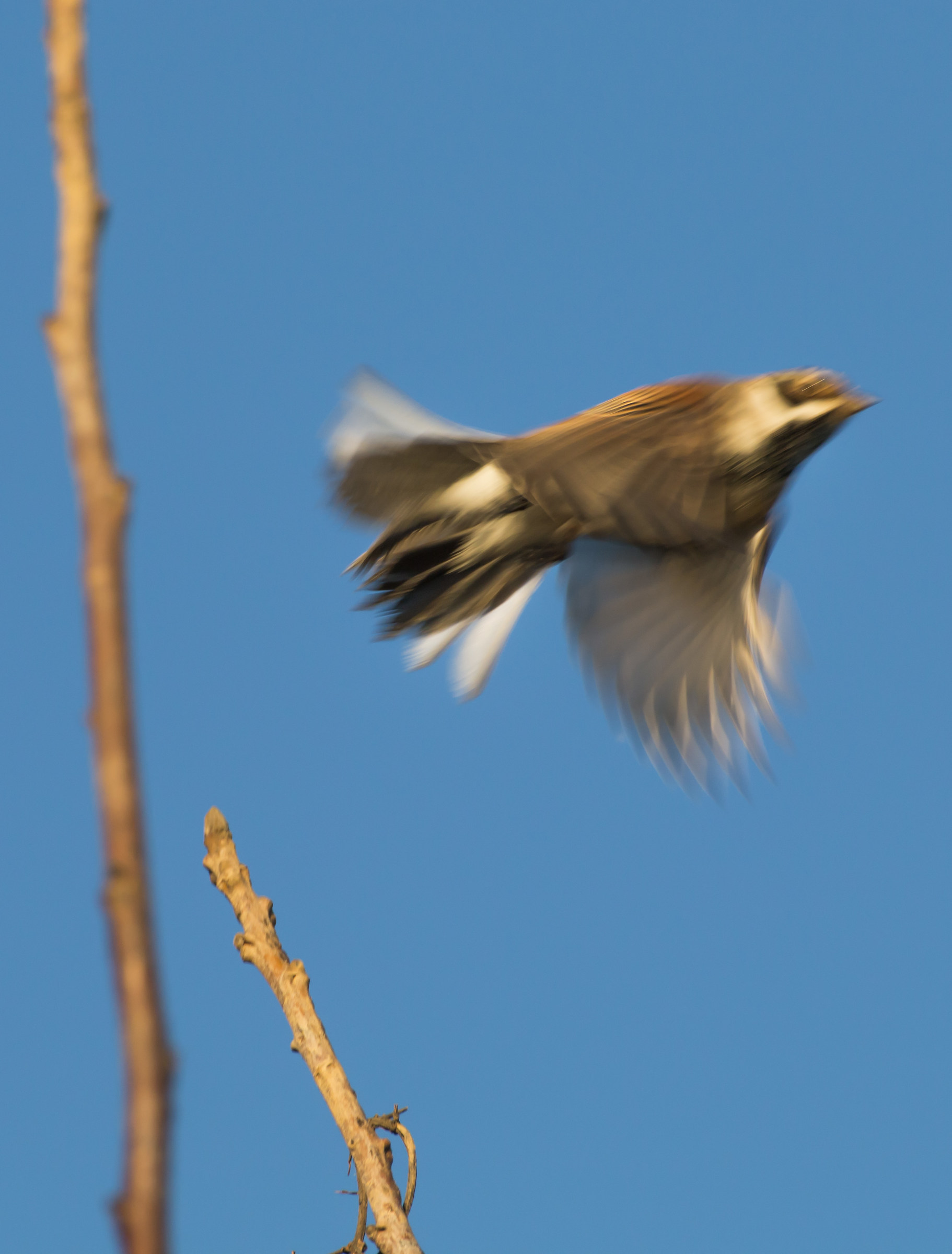Tu fotografi??? Io scappo!!!