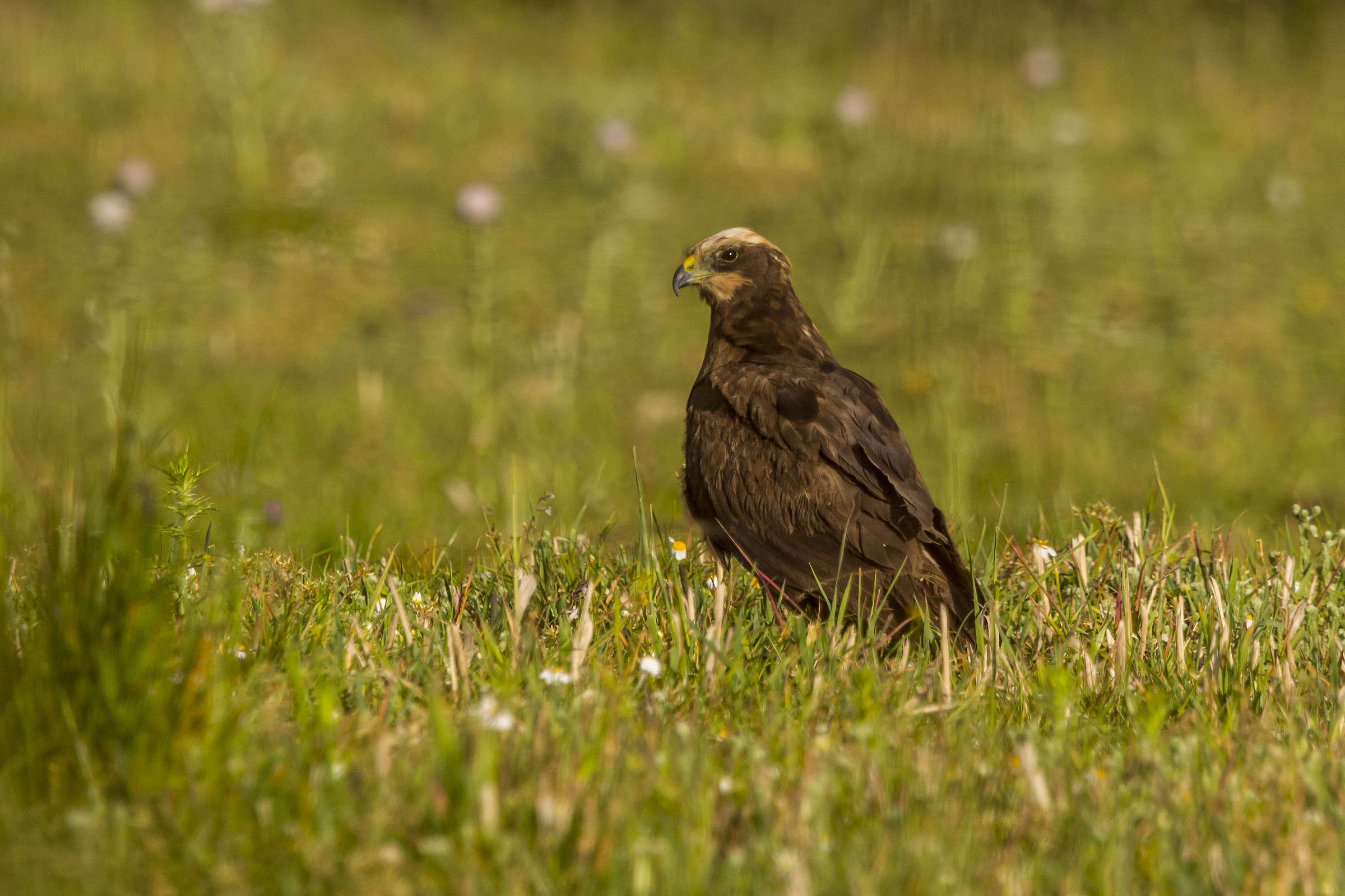 Concordo con i vs suggerimenti: Falco della paludi