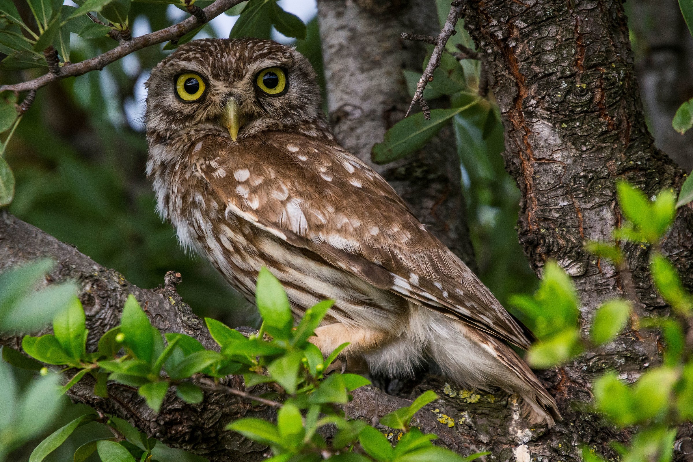Civetta molto attenta