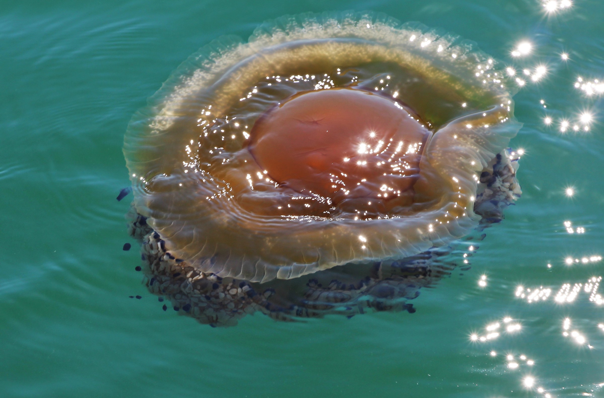 Andromeda Cassiopeia