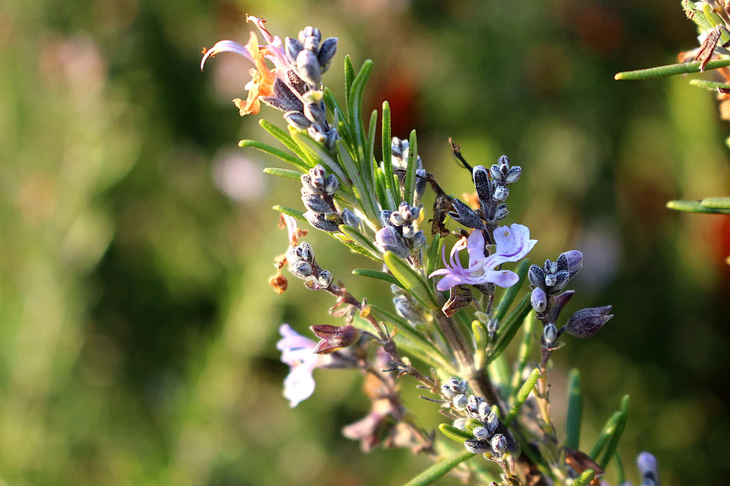 Rosmarinus officinalis