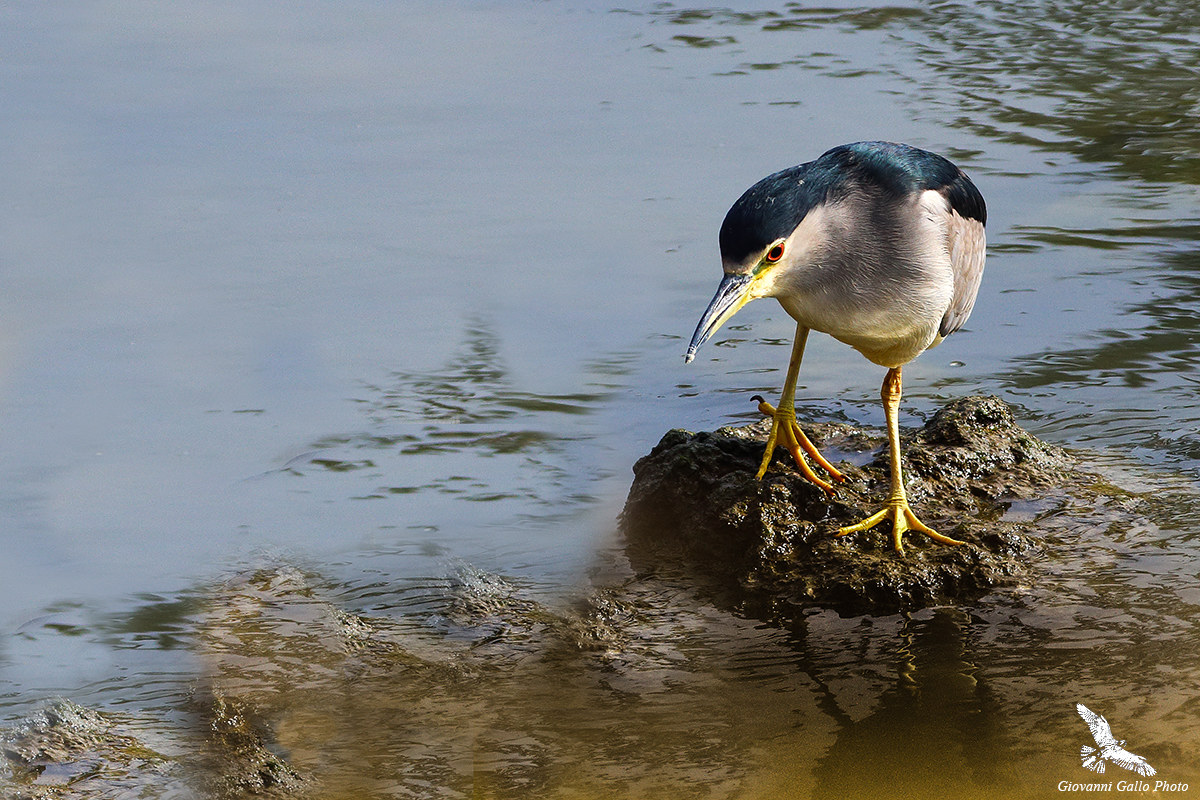 Nitticora (Nycticorax nycticorax)