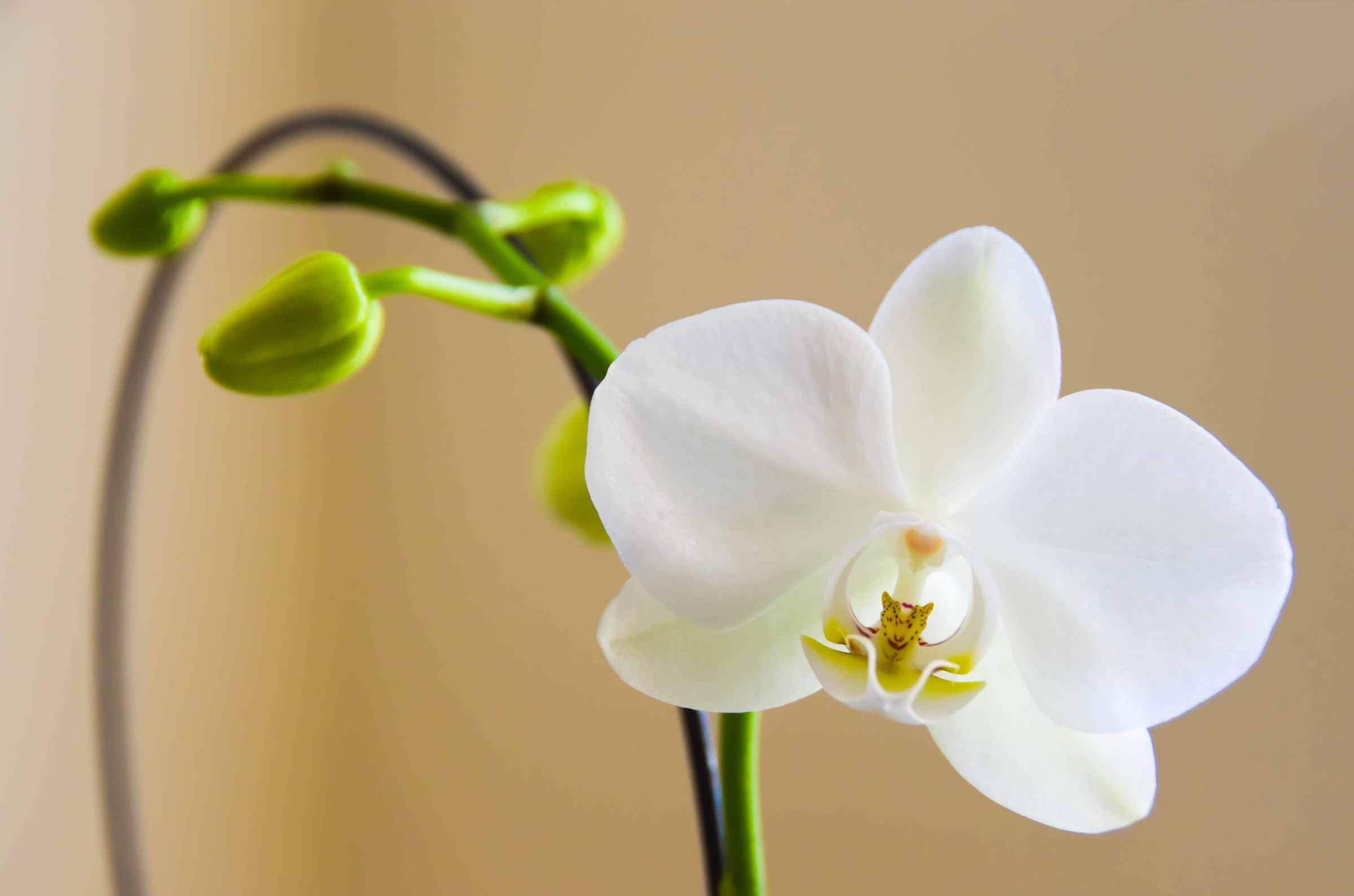 orchid blossomed