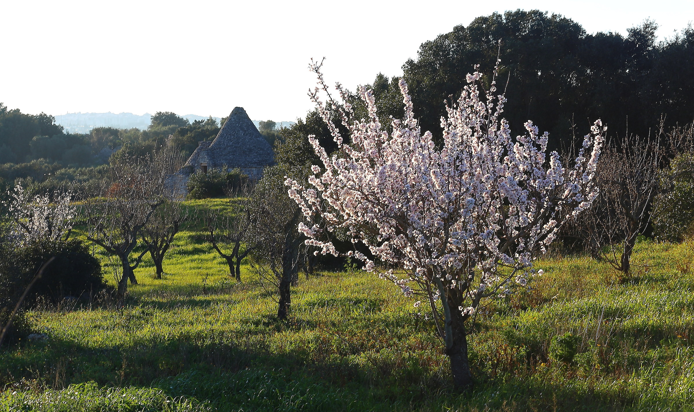 Ostuni hills