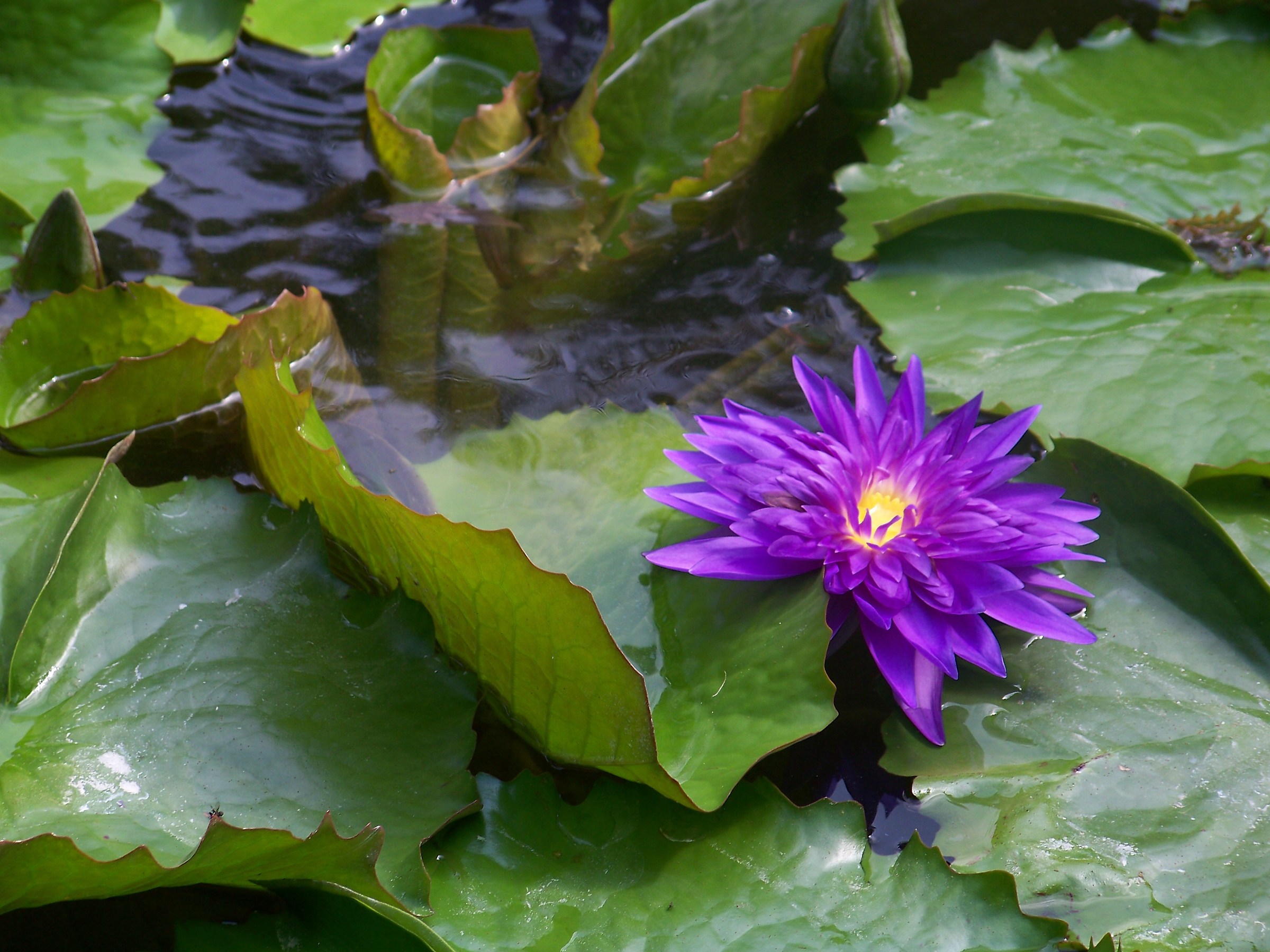 The water lilies gardens Mortella Forio Ischia
