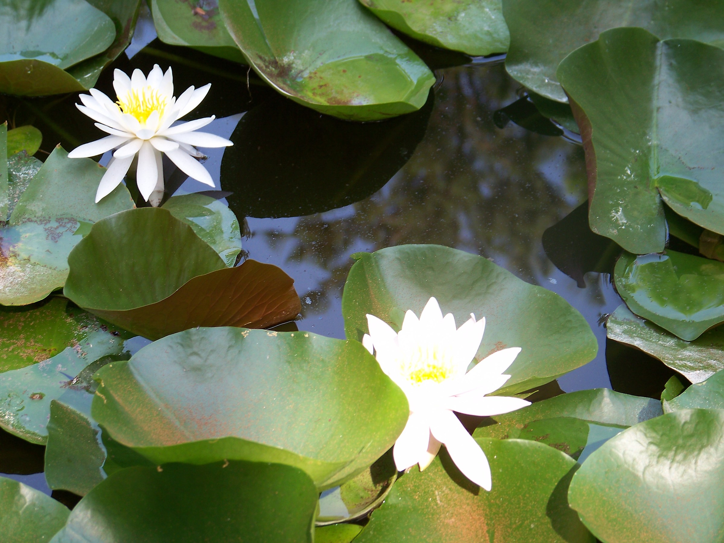 The water lilies gardens Mortella Forio Ischia