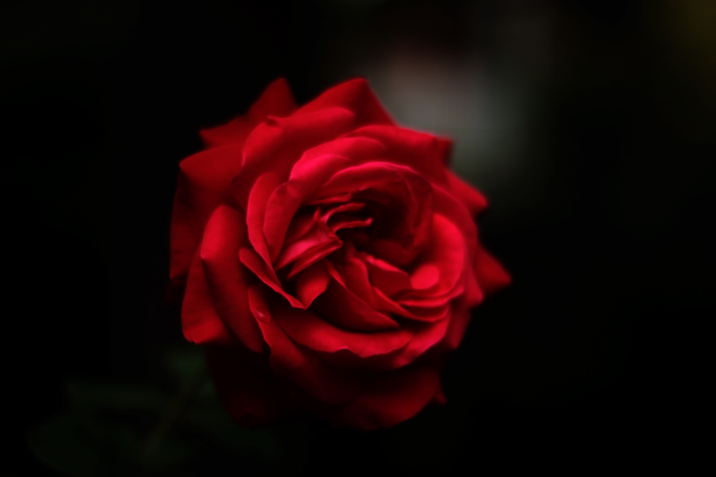 Red roses, strong love