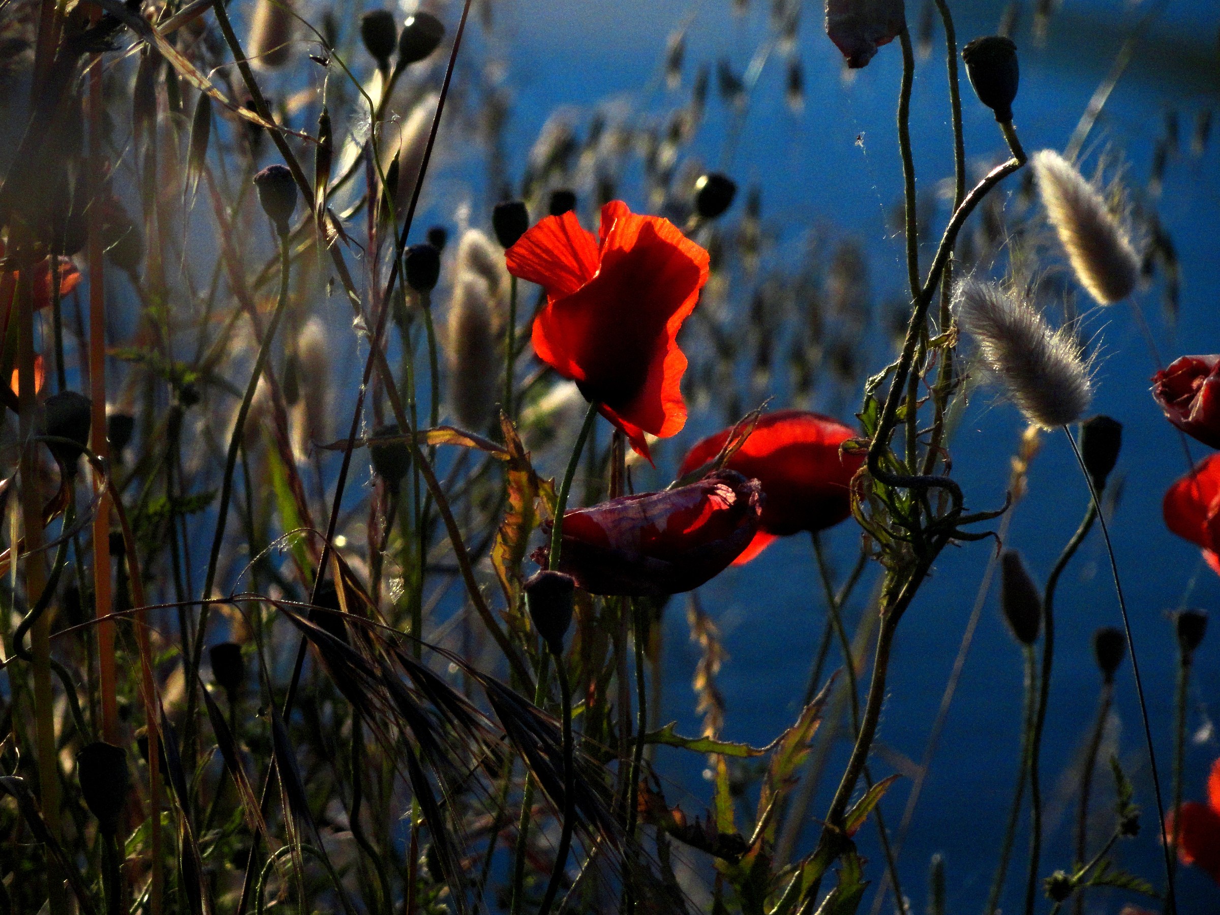Poppies ... Po Delta