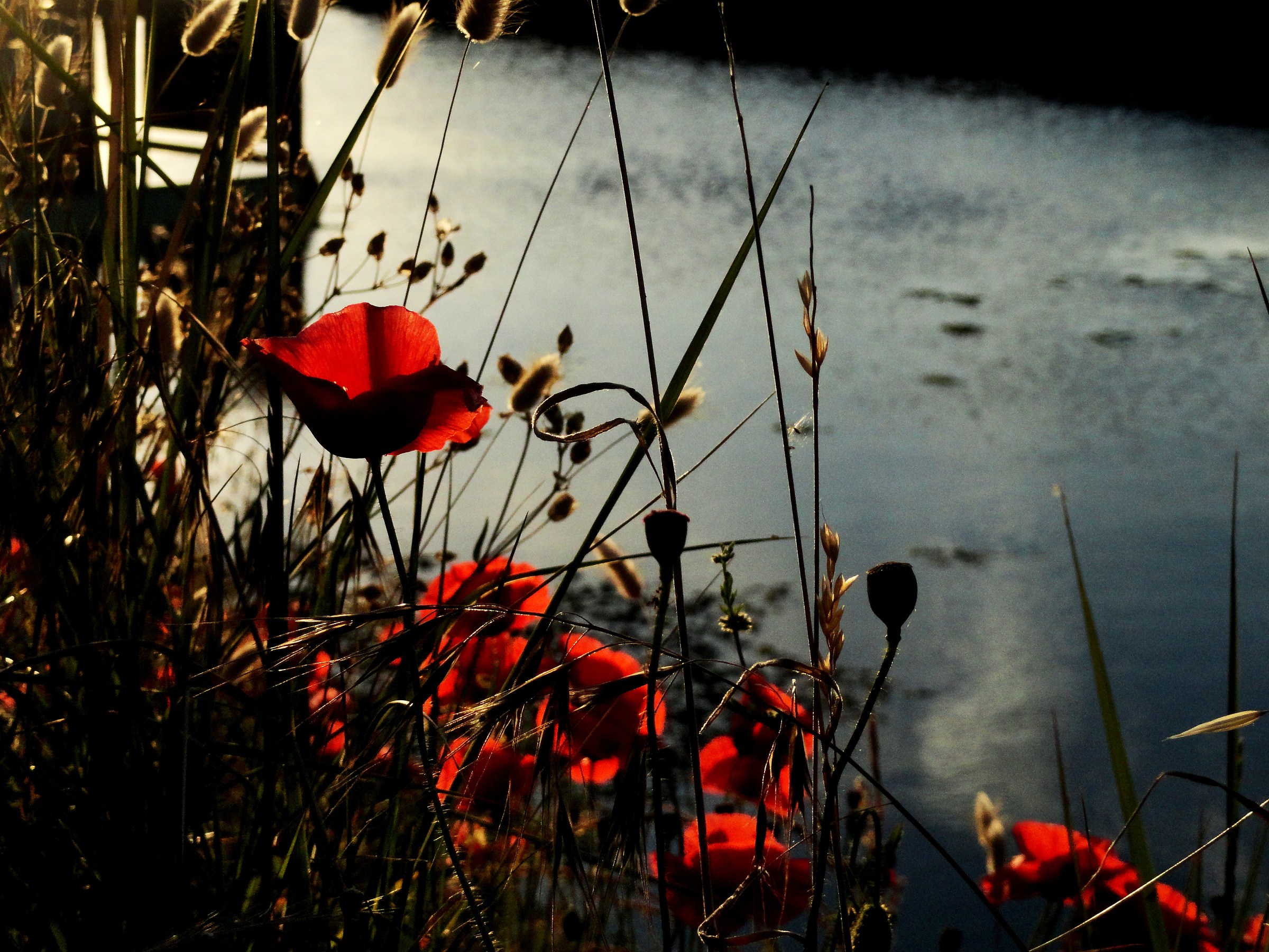 Poppies ... Po Delta