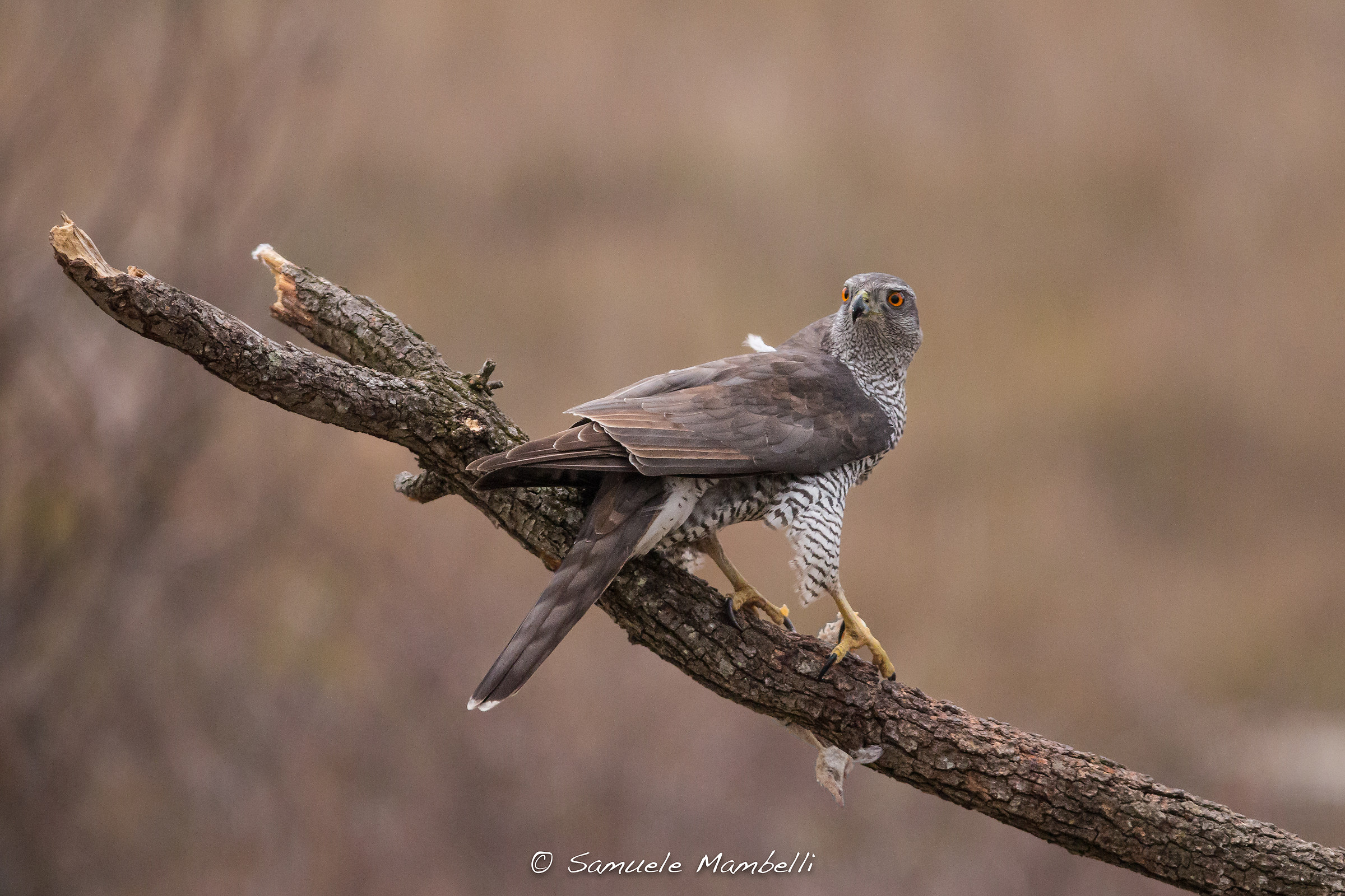 Goshawk