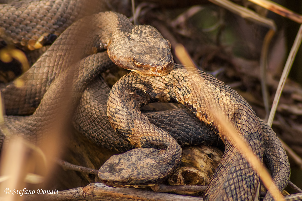 Water moccasin