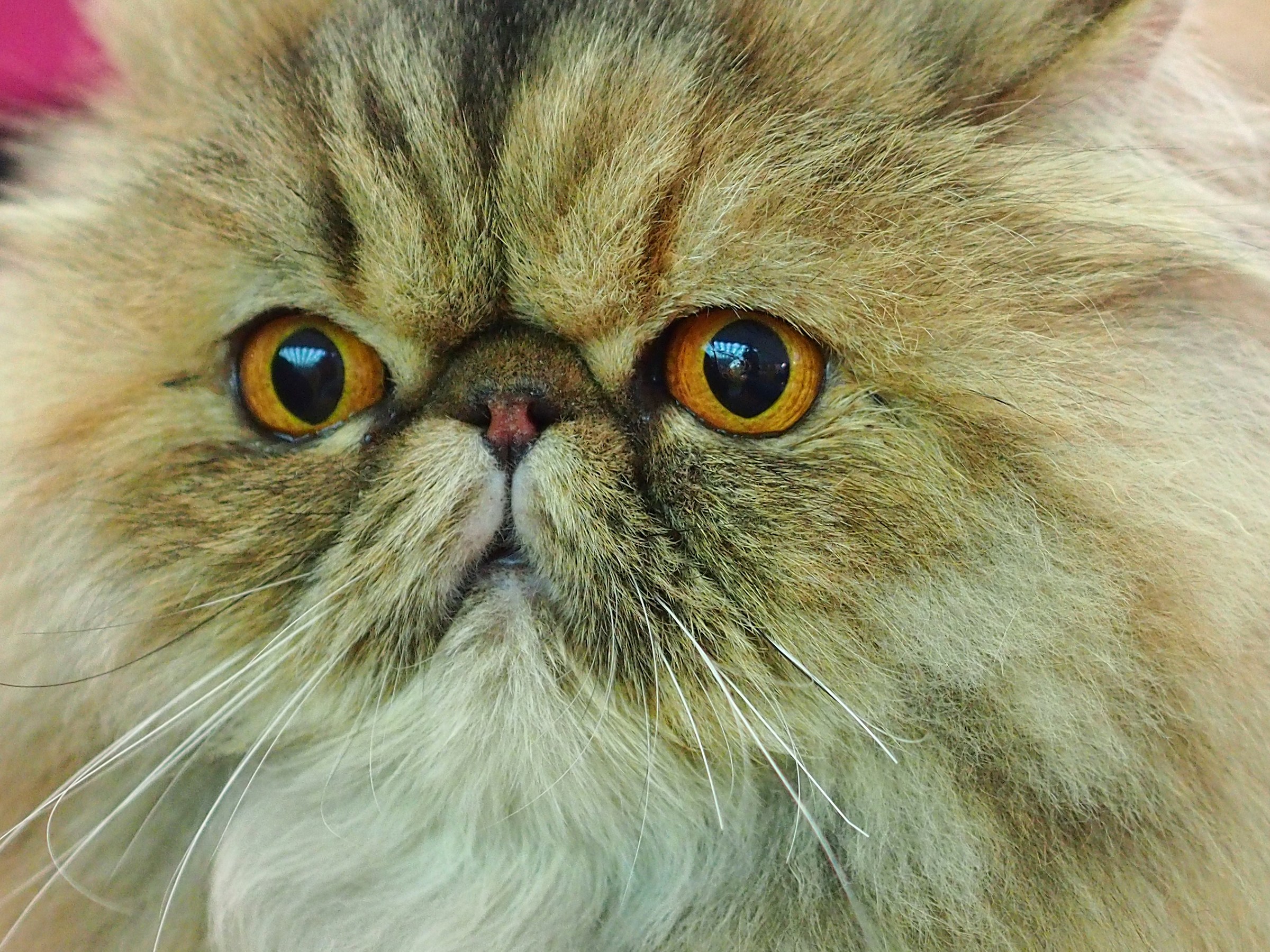 Persiano pluripremiato