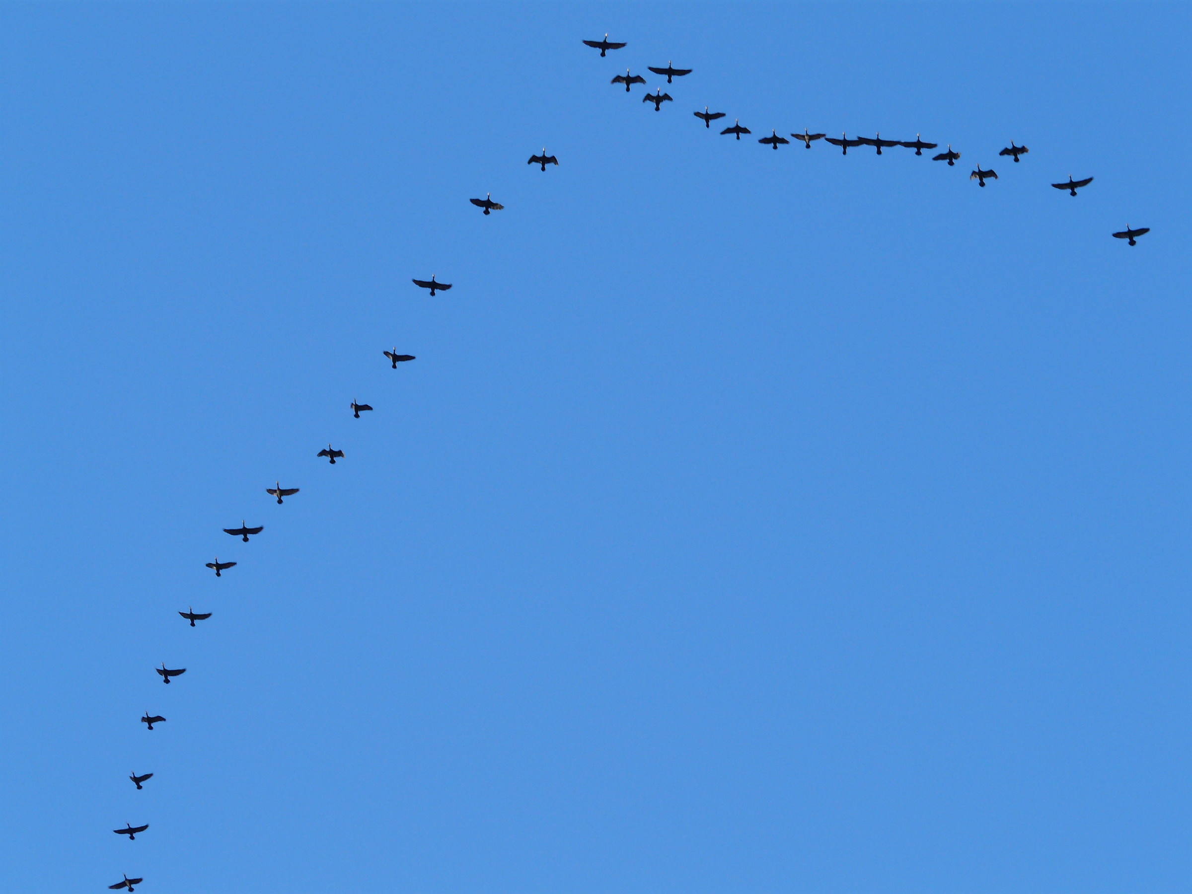 Battle formation of cormorants