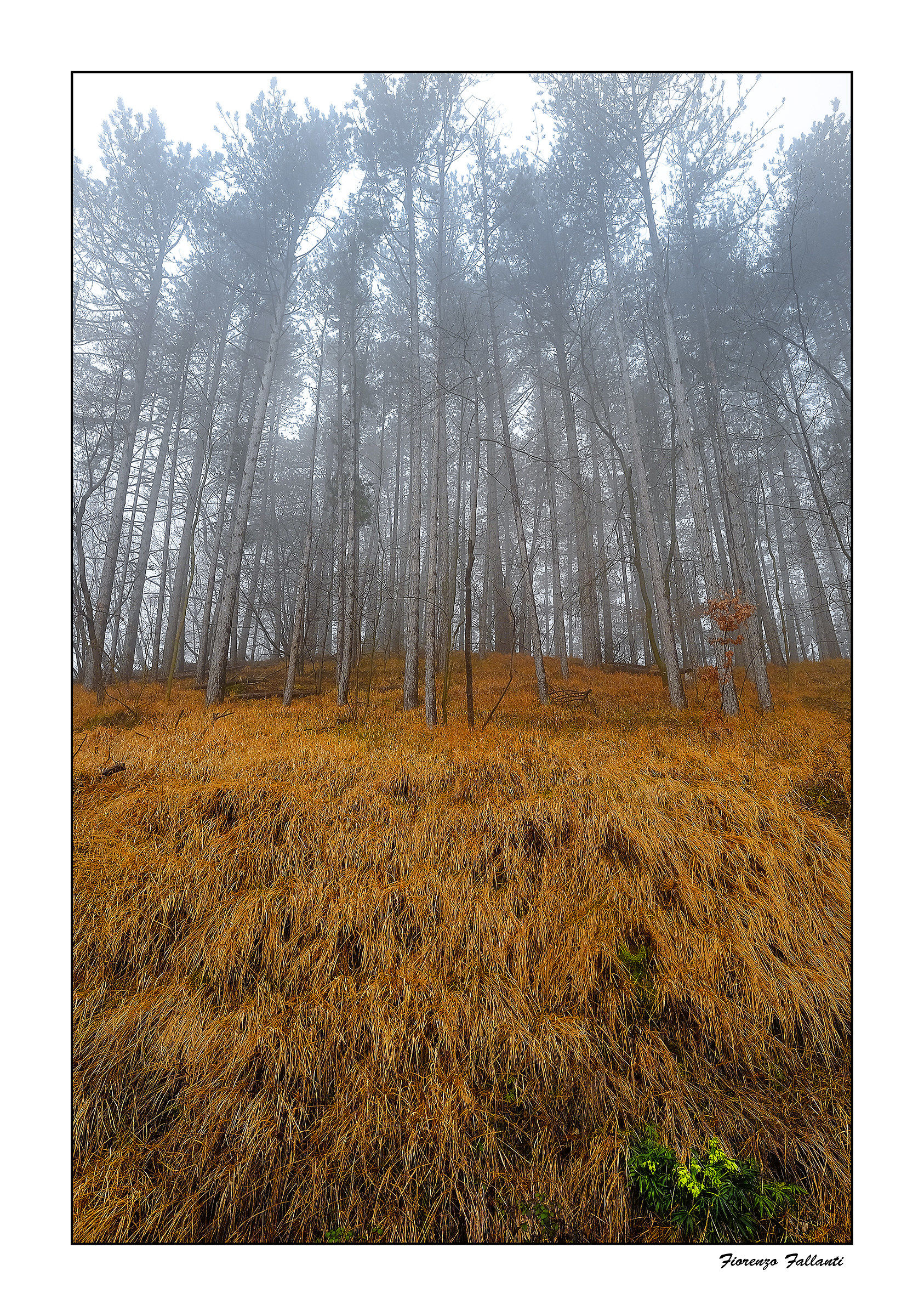 ...Nebbie mattutine 2 ...