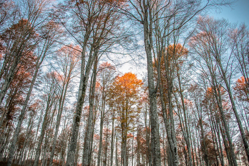 primi raggi di sole sulla foresta del Cansiglio Belluno