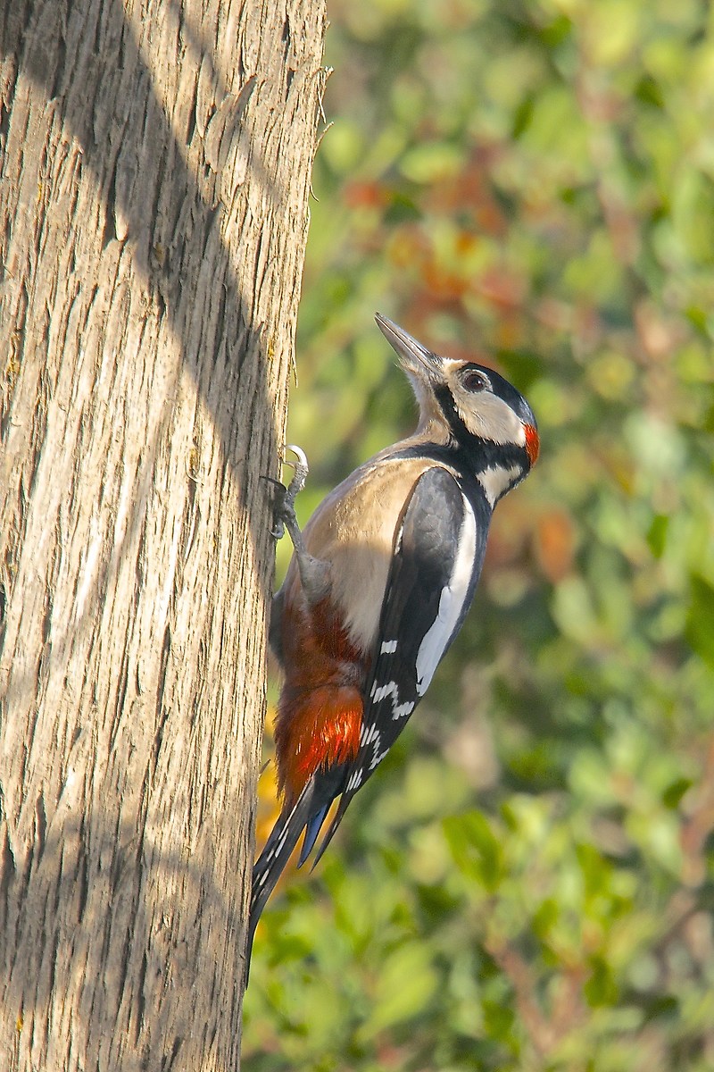 Picchio rosso maggiore