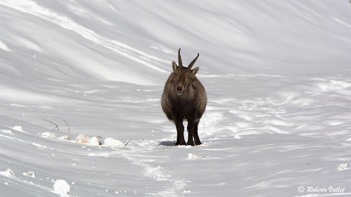 noon fire ... a duel of looks