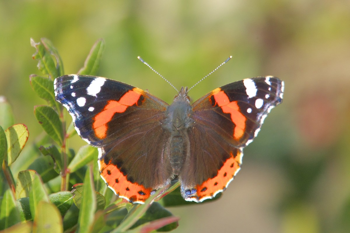 Vanessa atalanta