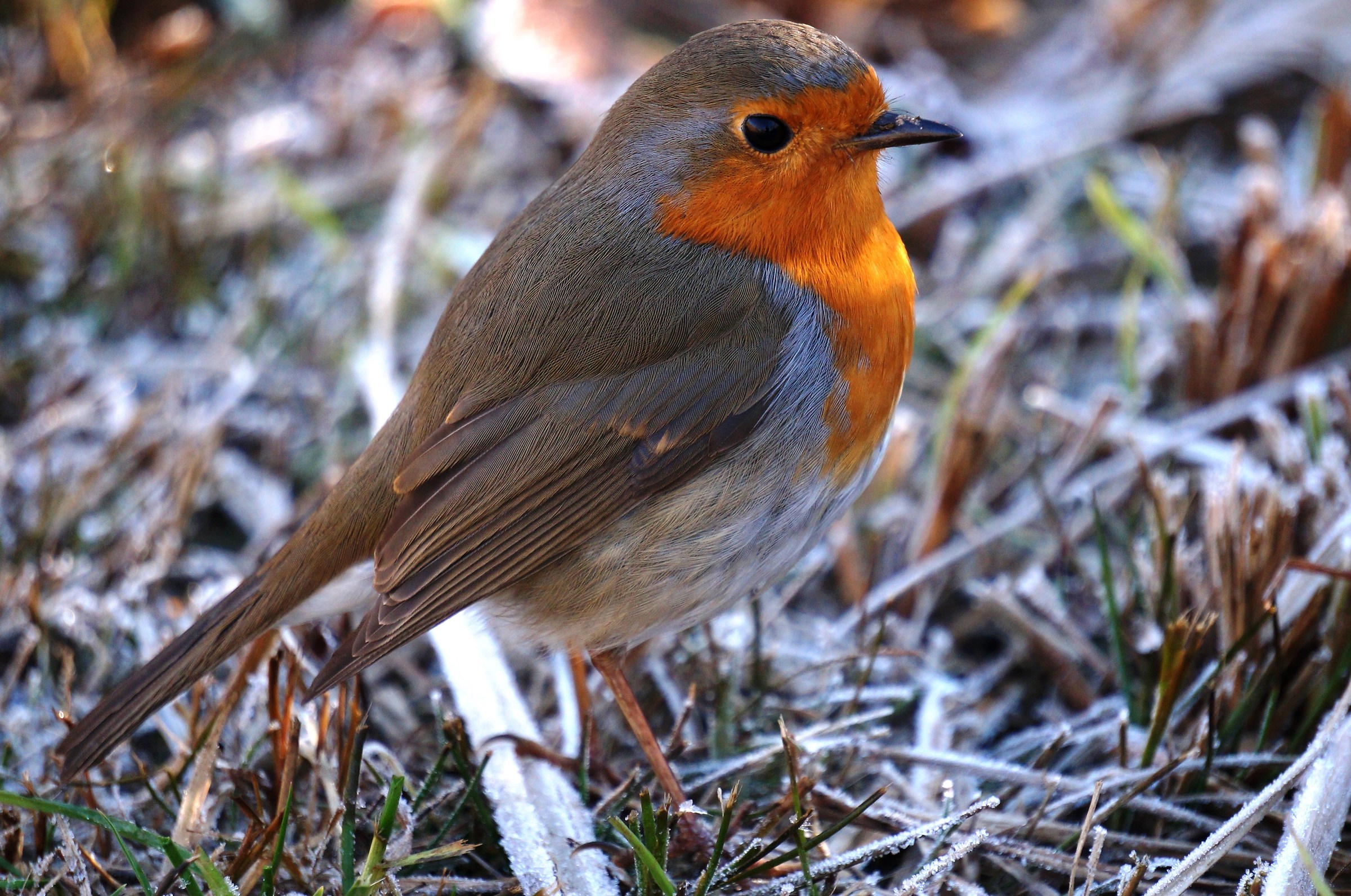 Robin curious 1