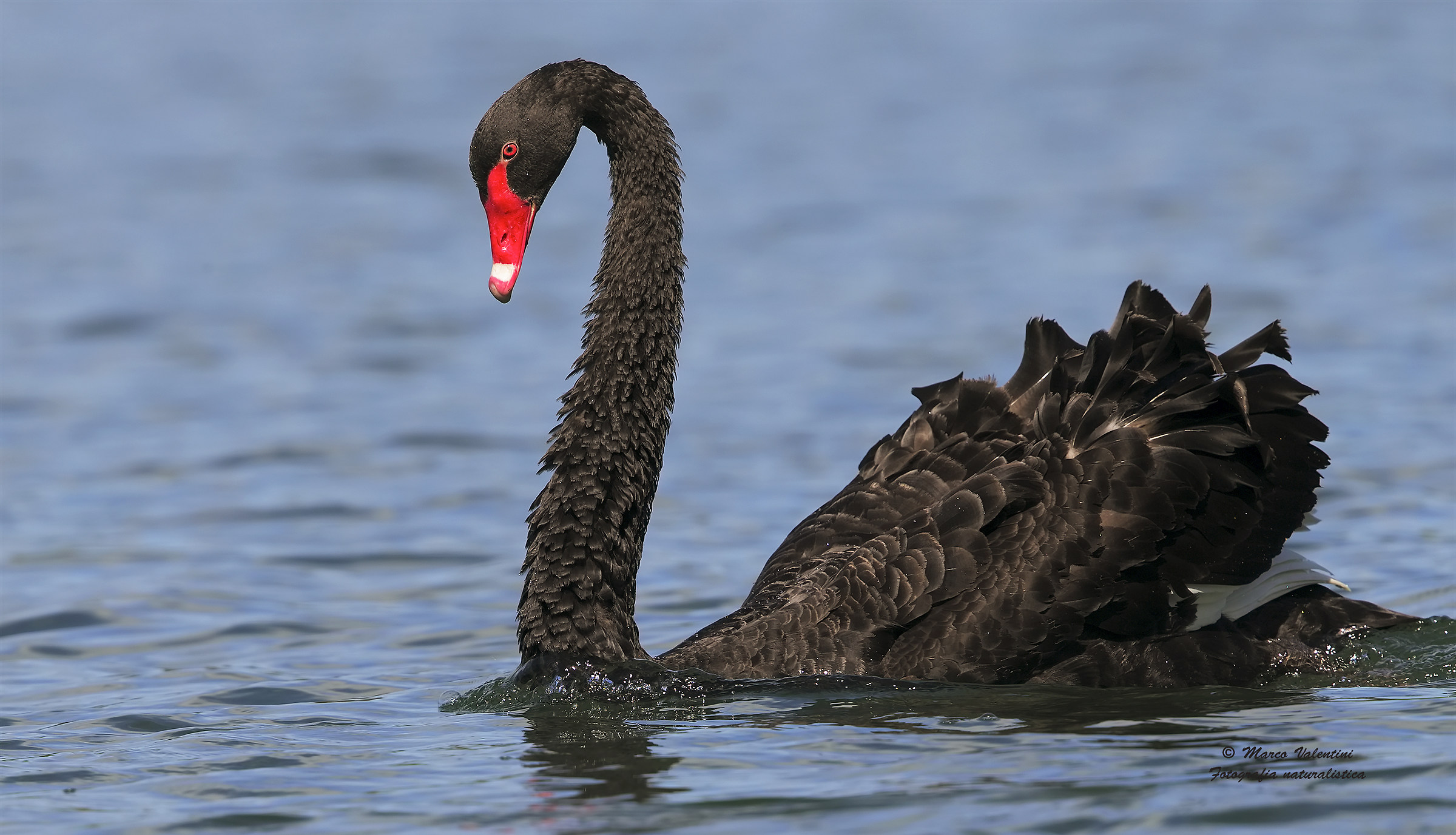 The elegance of the swan