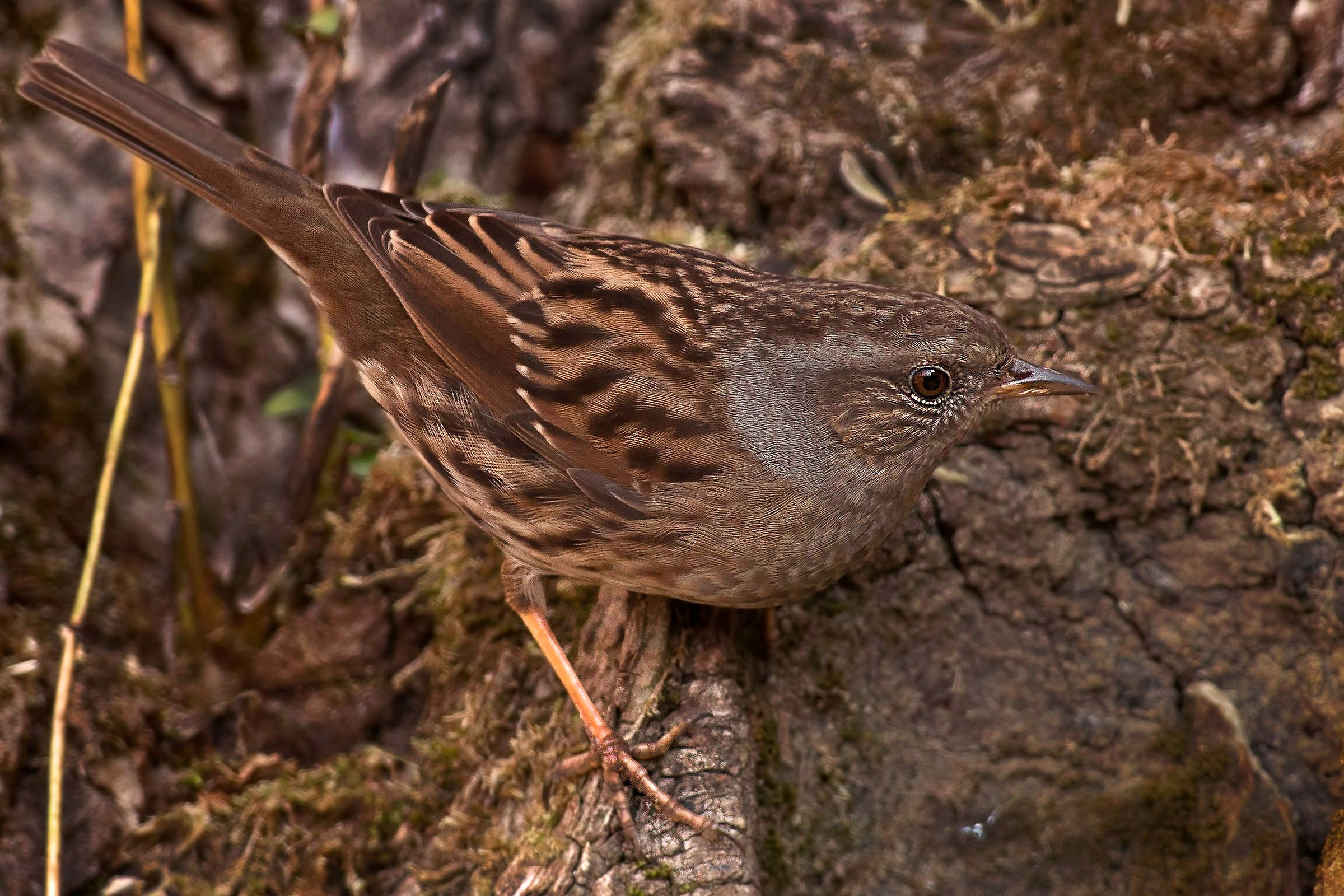 dunnock
