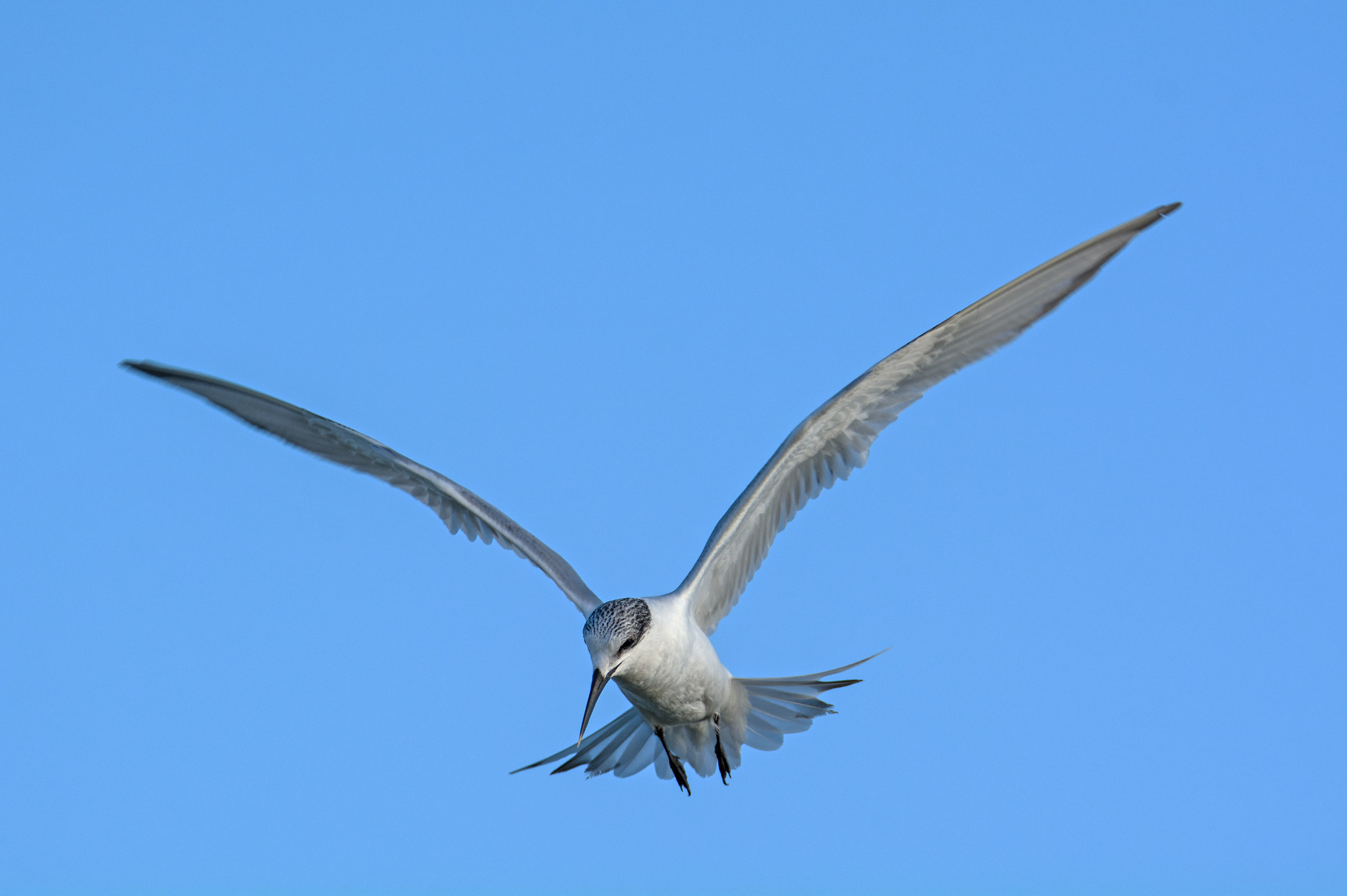 sandwich tern tern