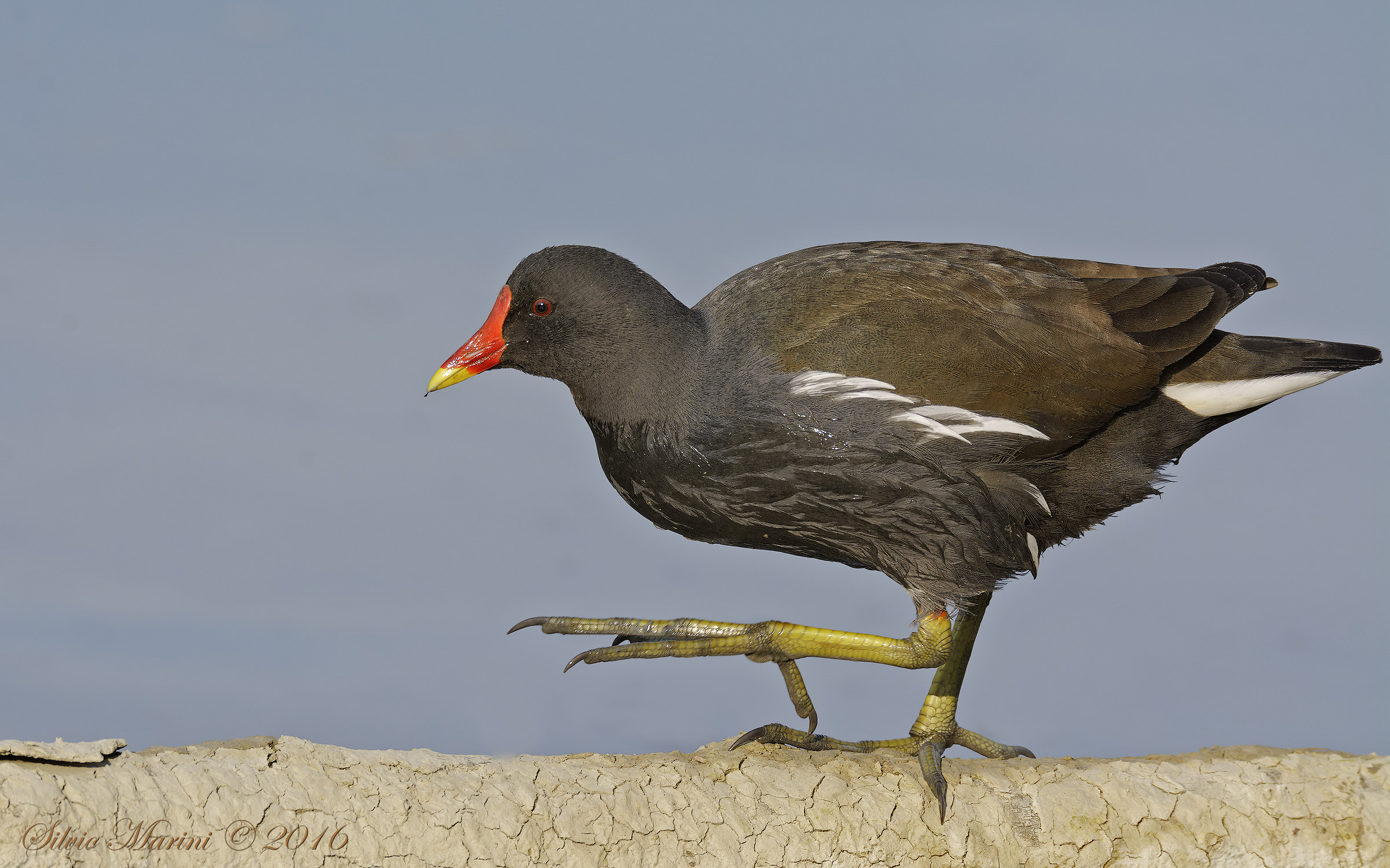 Gallinella d'acqua (Gallinula chloropus)