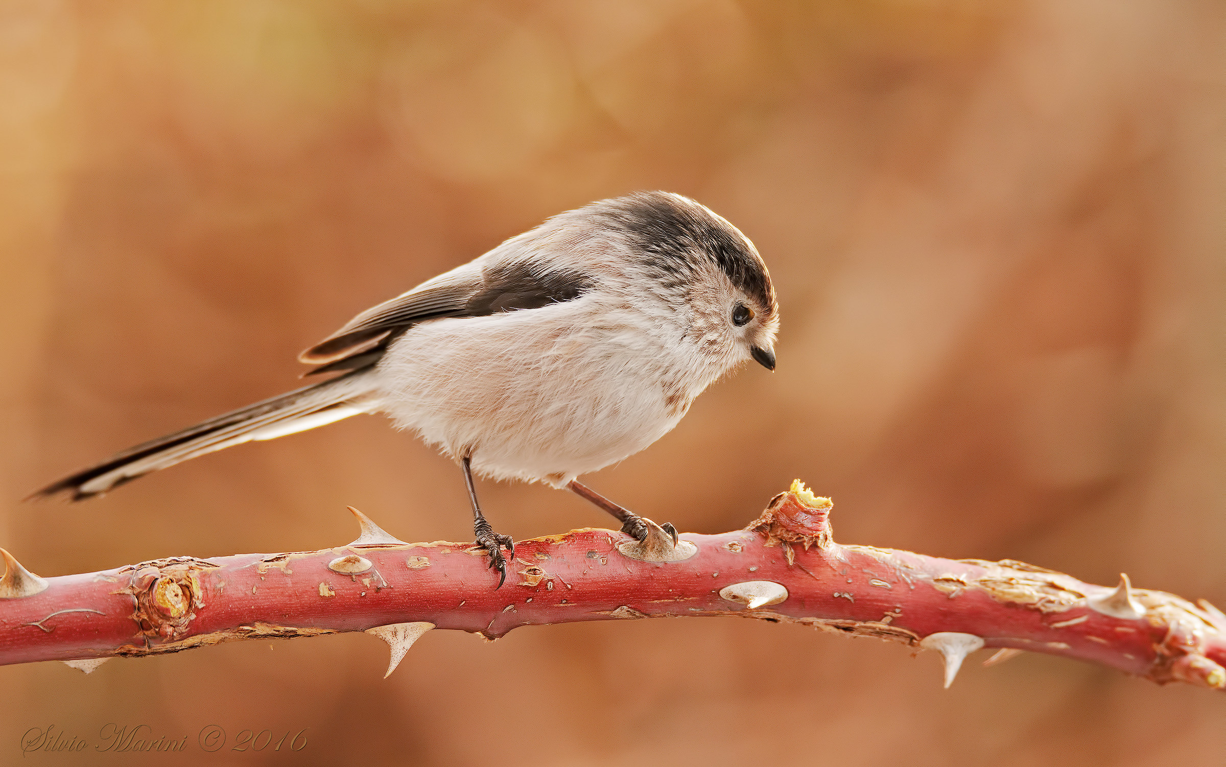 Long-tailed Tit (Aegithalos caudatus)