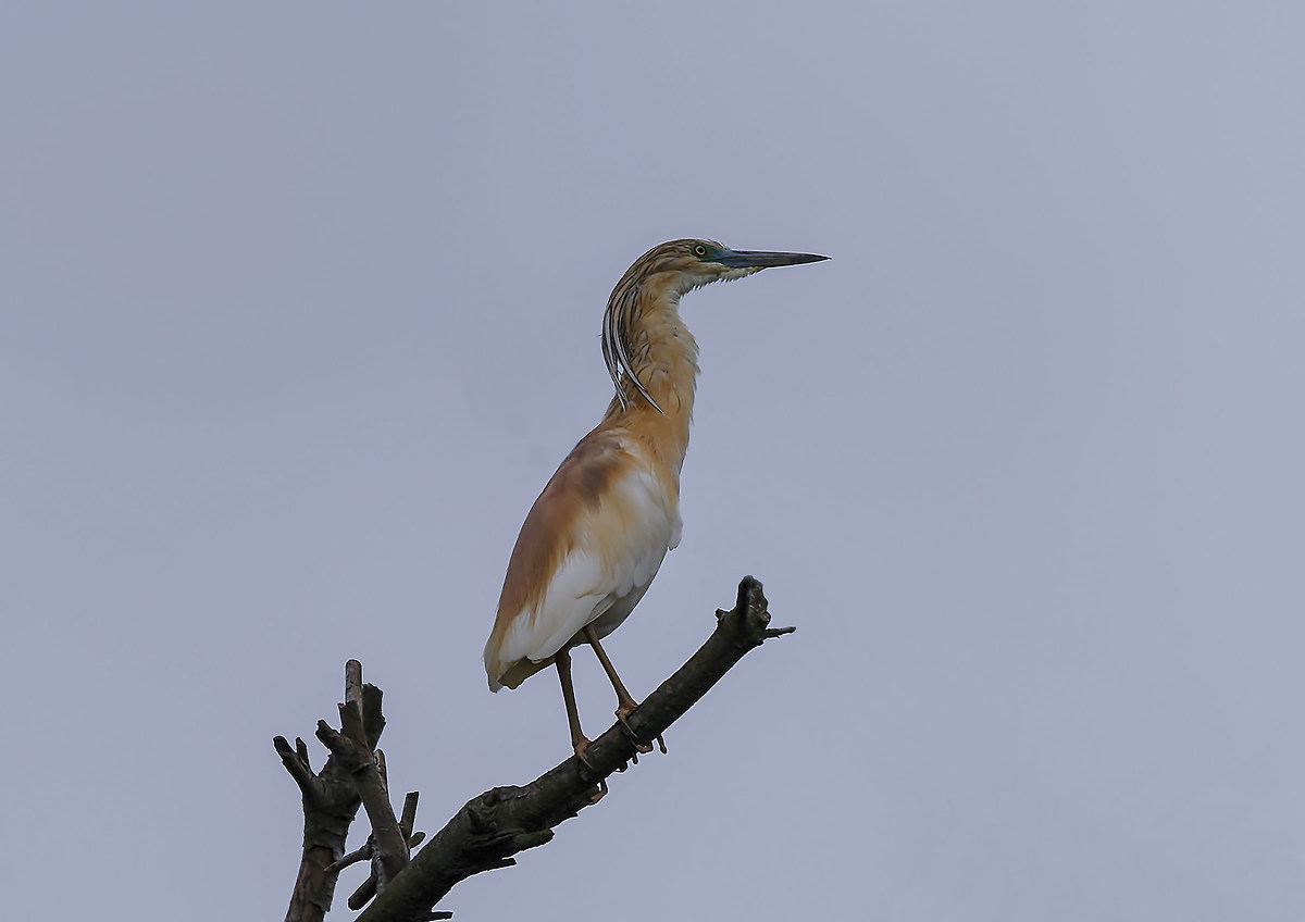 sgarza ciuffetto - ardeola ralloides