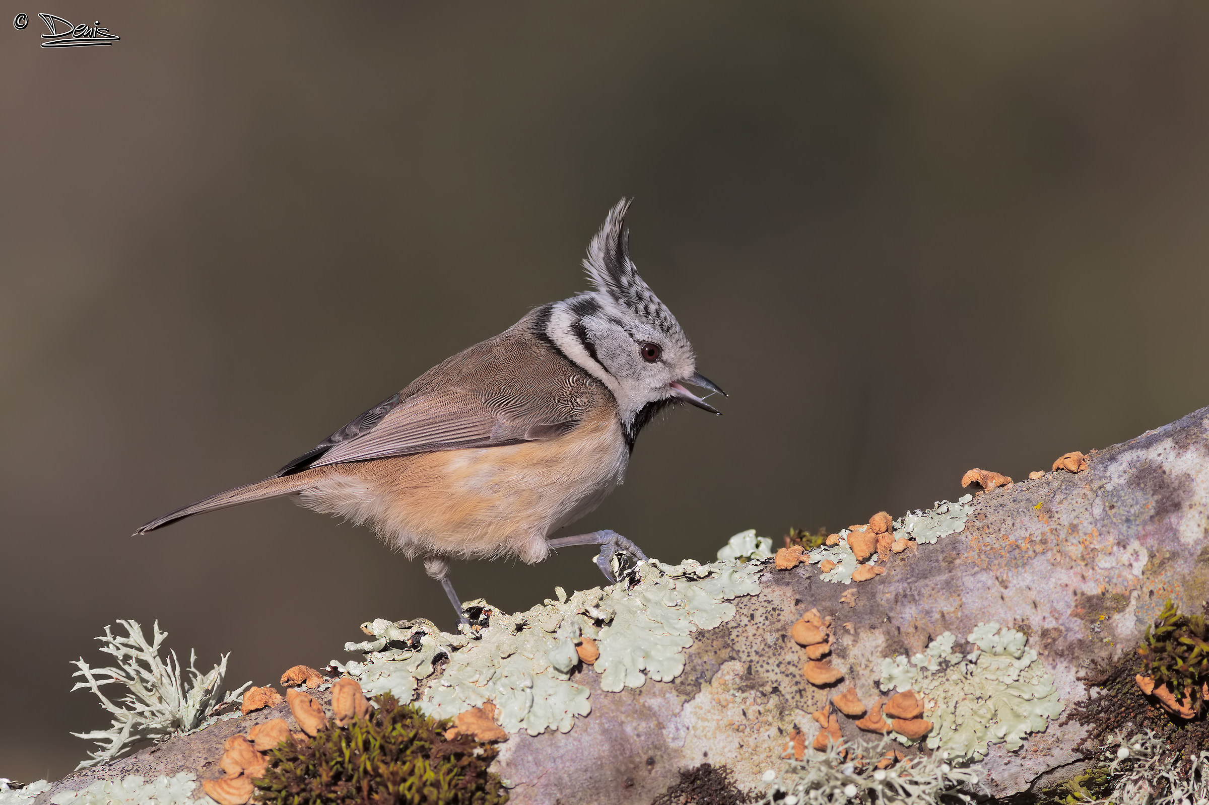 Crested tit