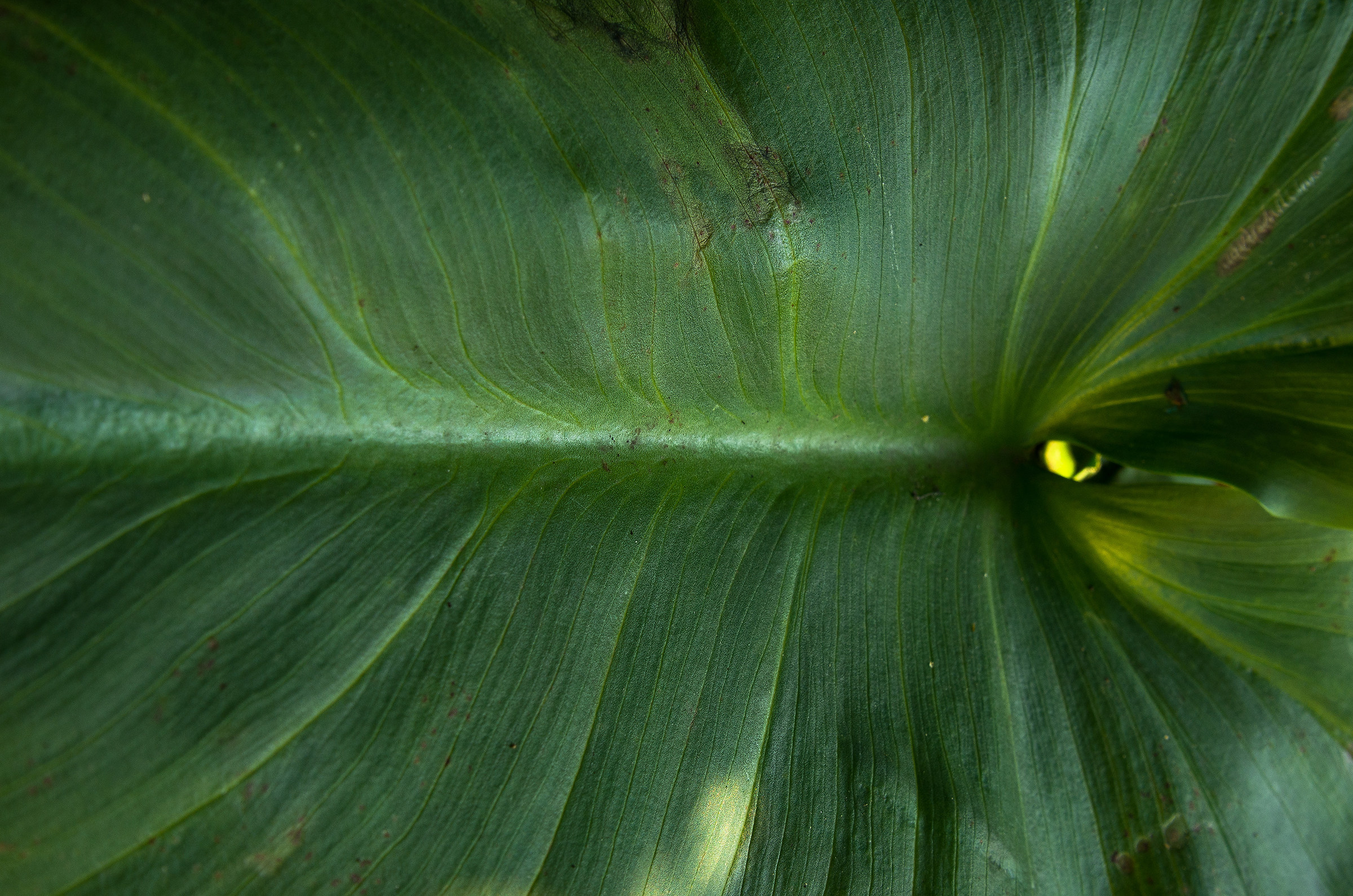 macros without stand trial