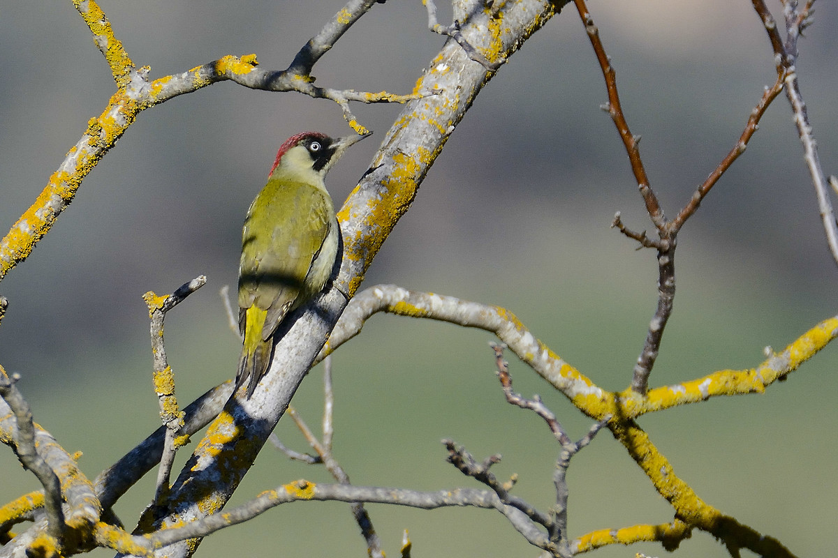 green woodpecker