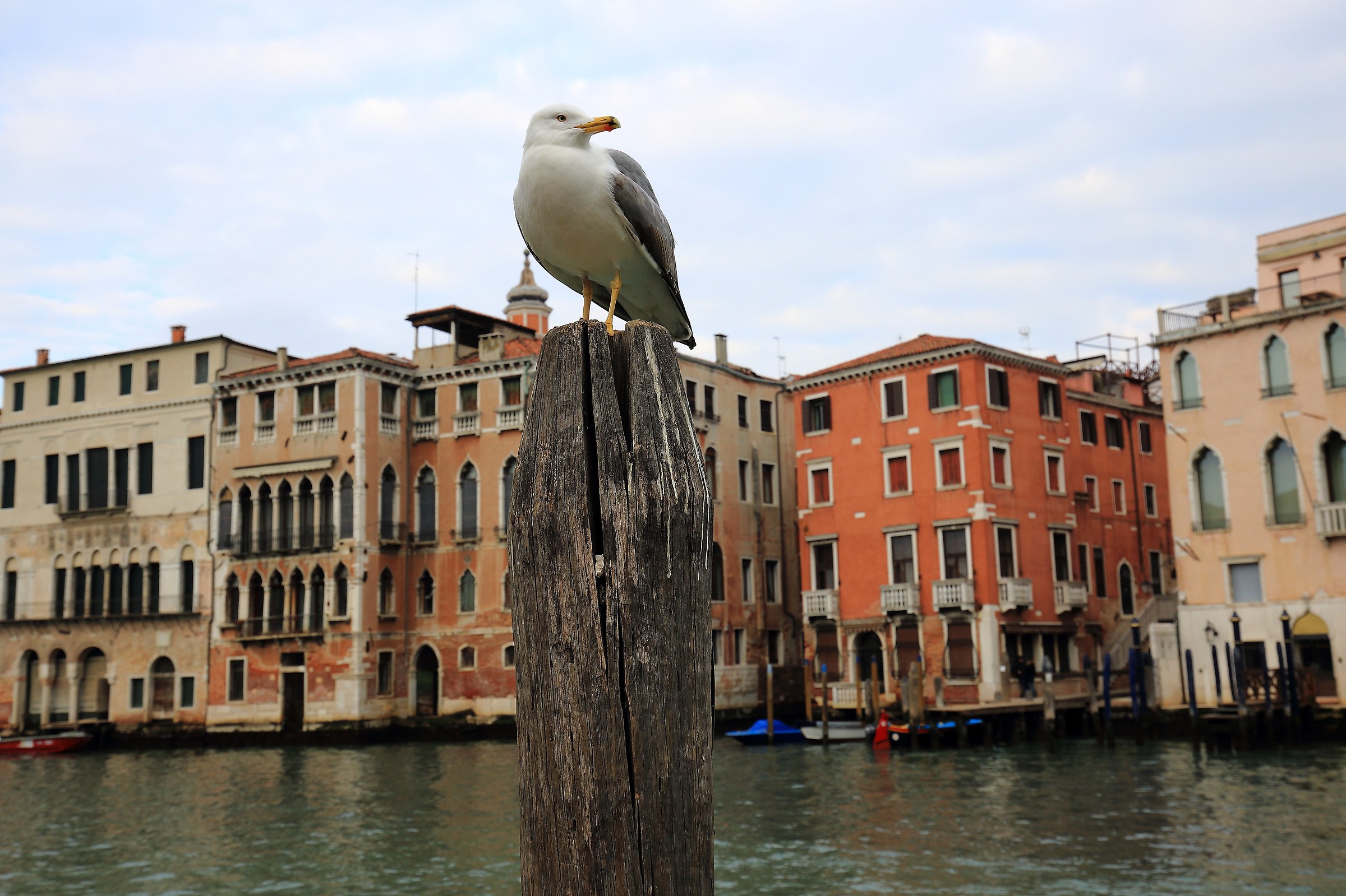Jonathan Livingstone a Venezia