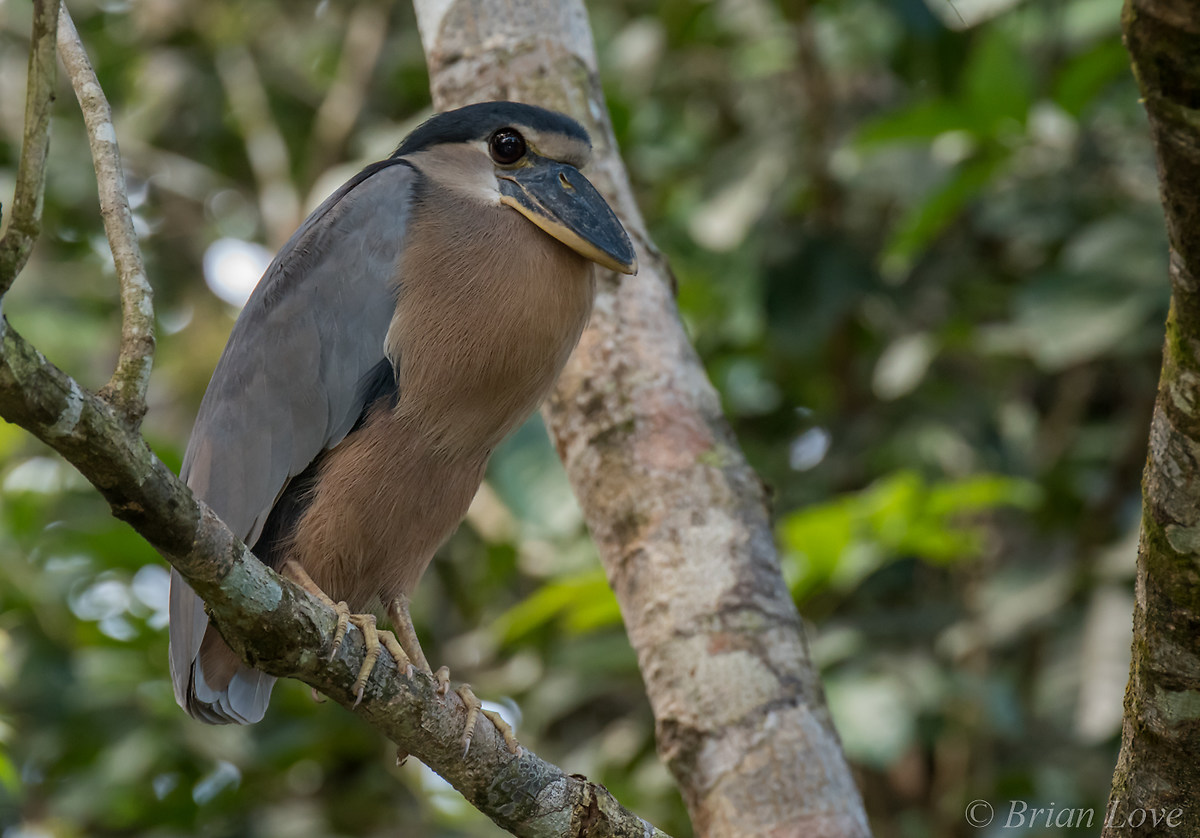 Boat-billed Heron